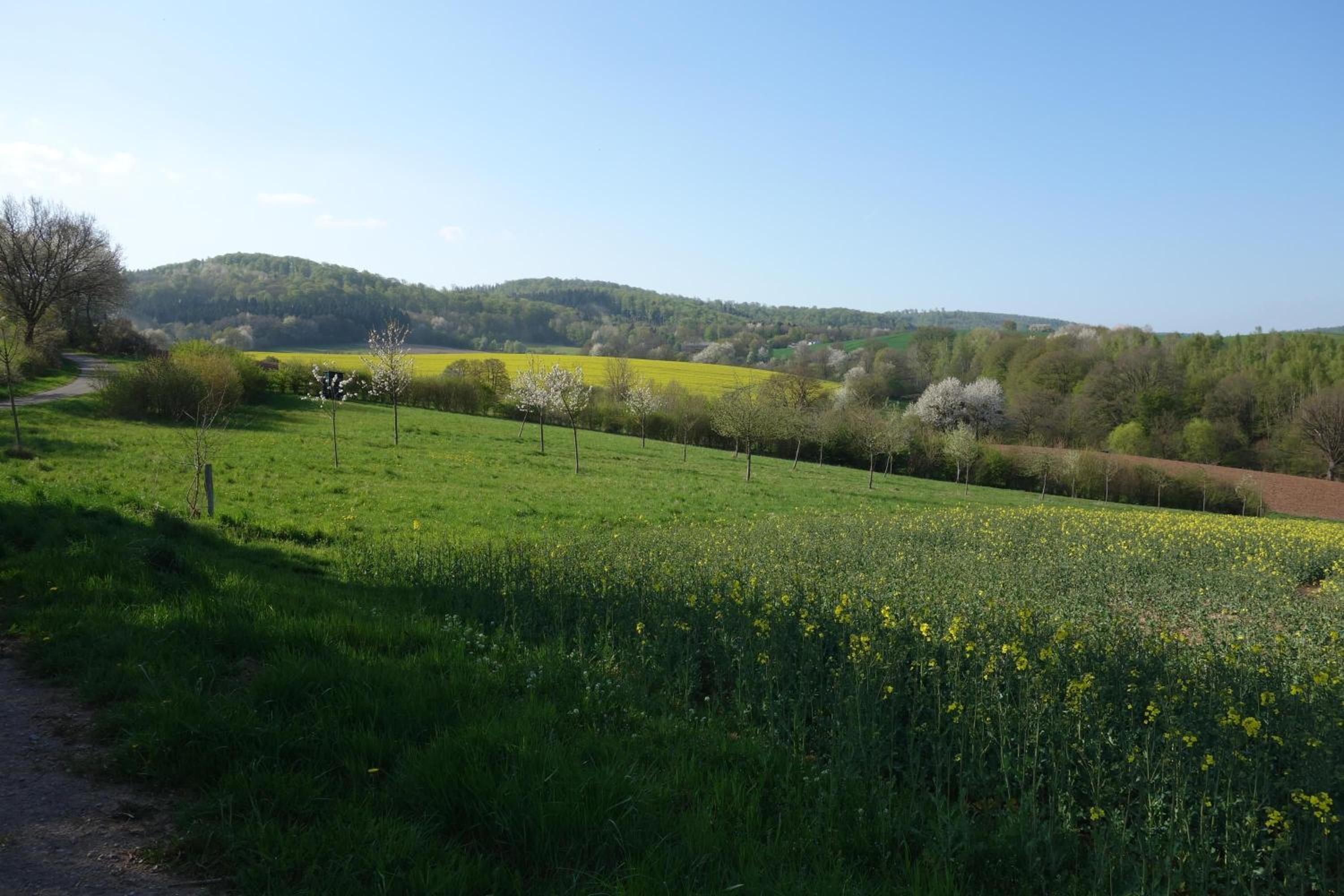 Ferienwohnung Solling Niedersachsen view 5