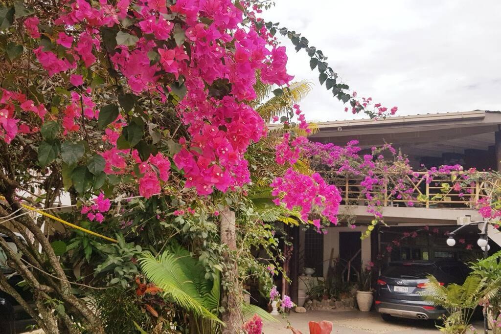 Central Nadi - Lodge 2 - view 6
