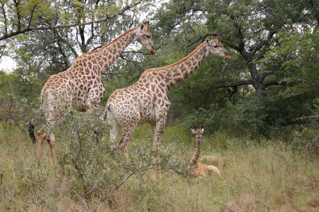 KrugerSafariEco Lodge