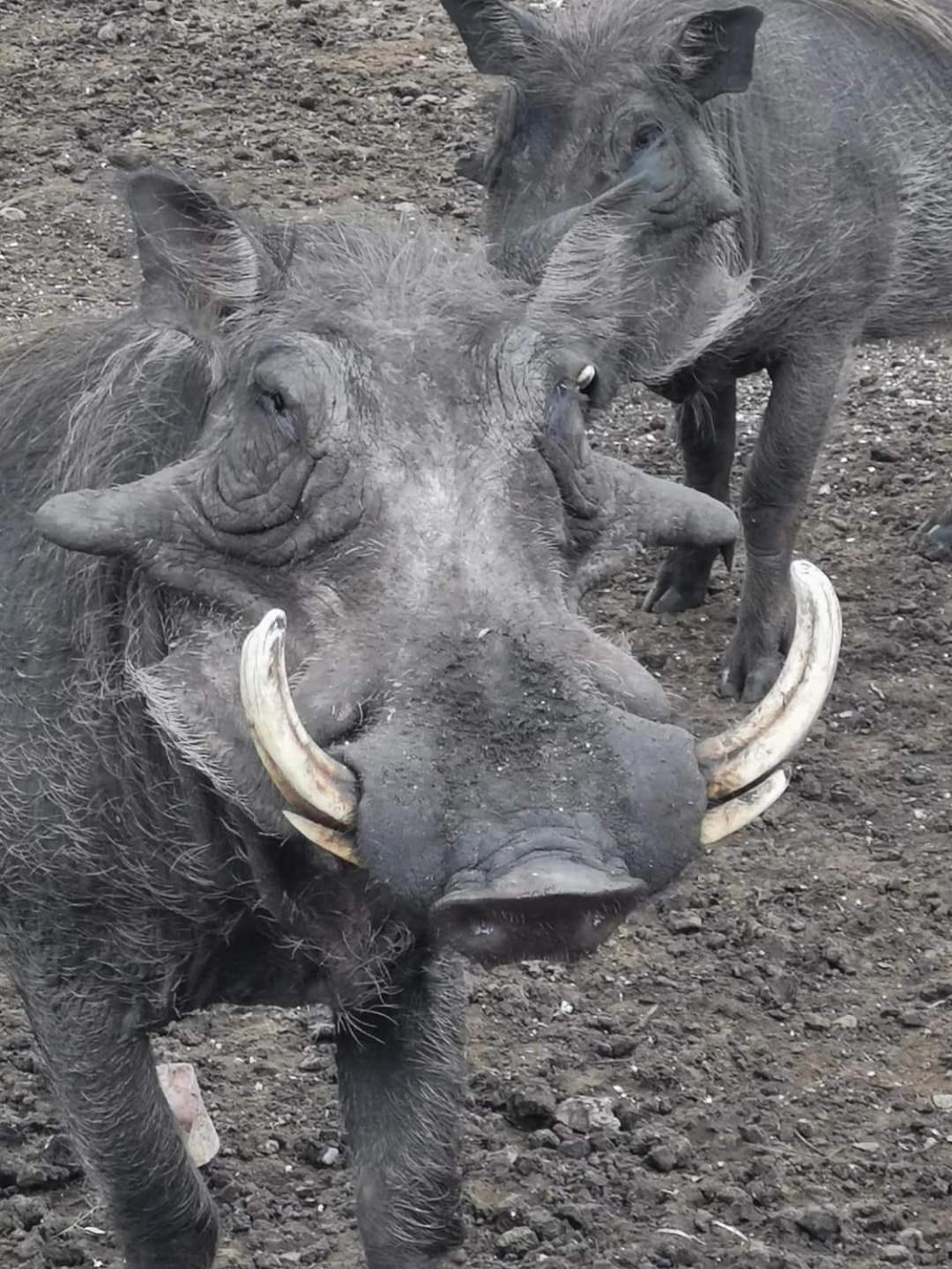 KrugerSafariEco Lodge