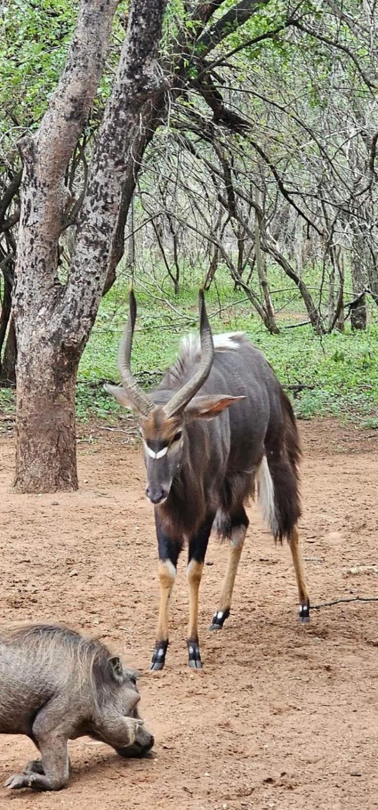 KrugerSafariEco Lodge