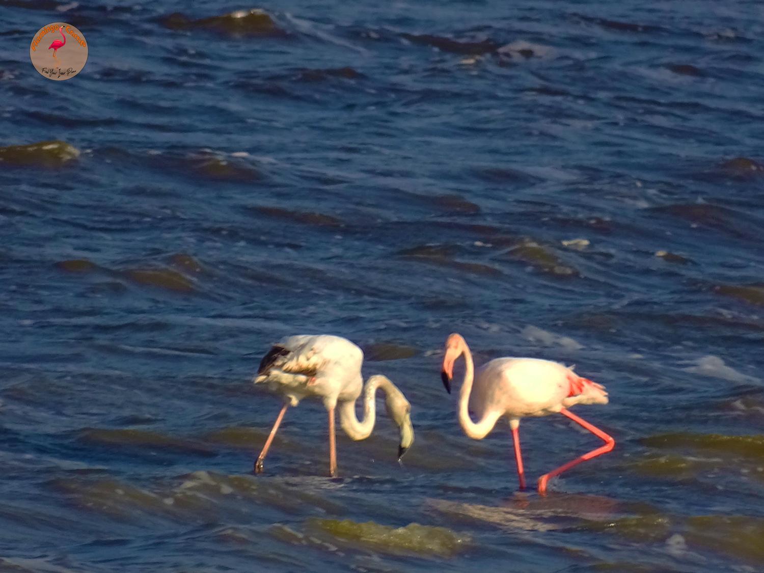 flamingo camp