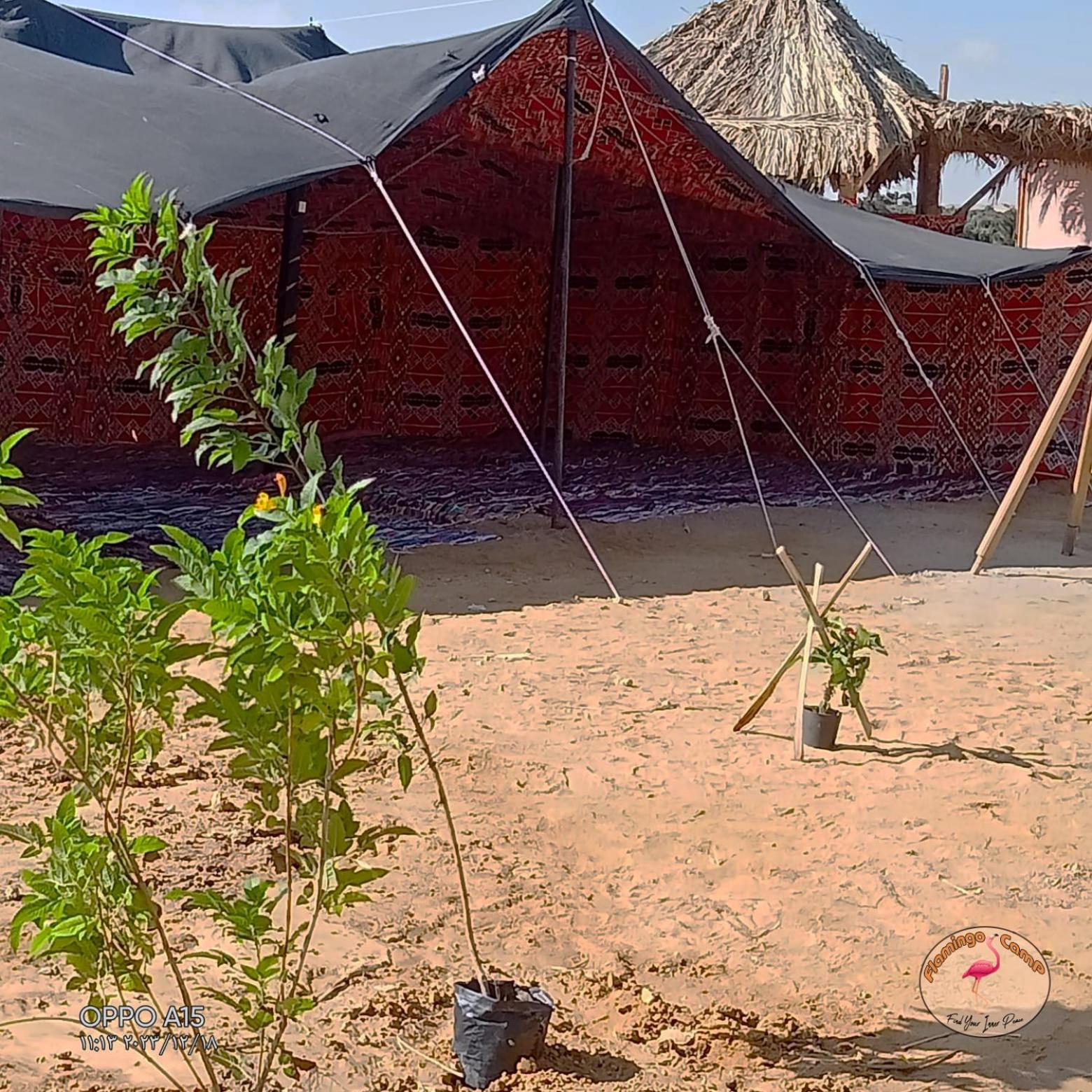 flamingo camp