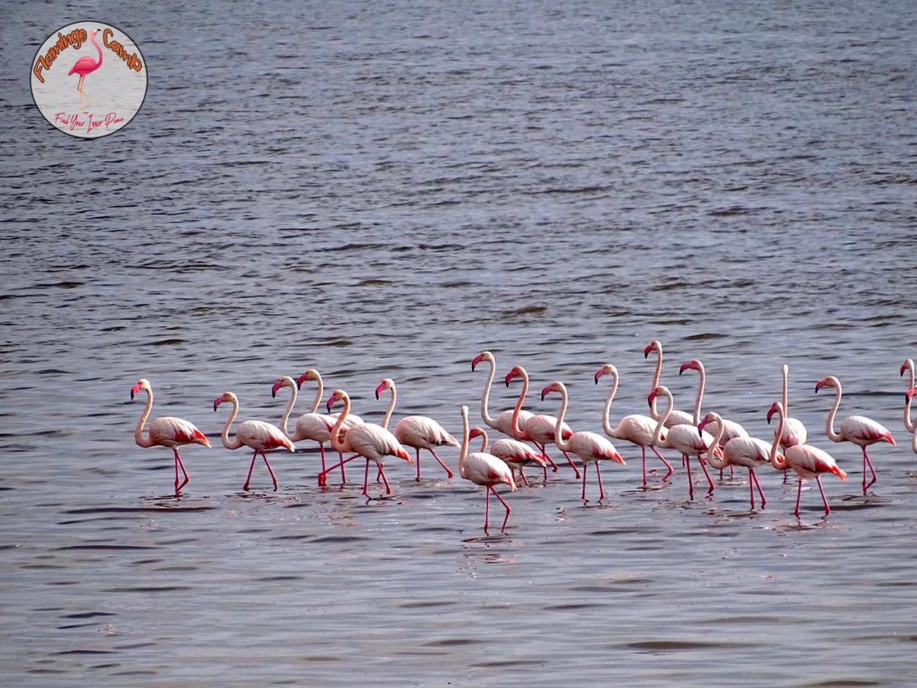 flamingo camp