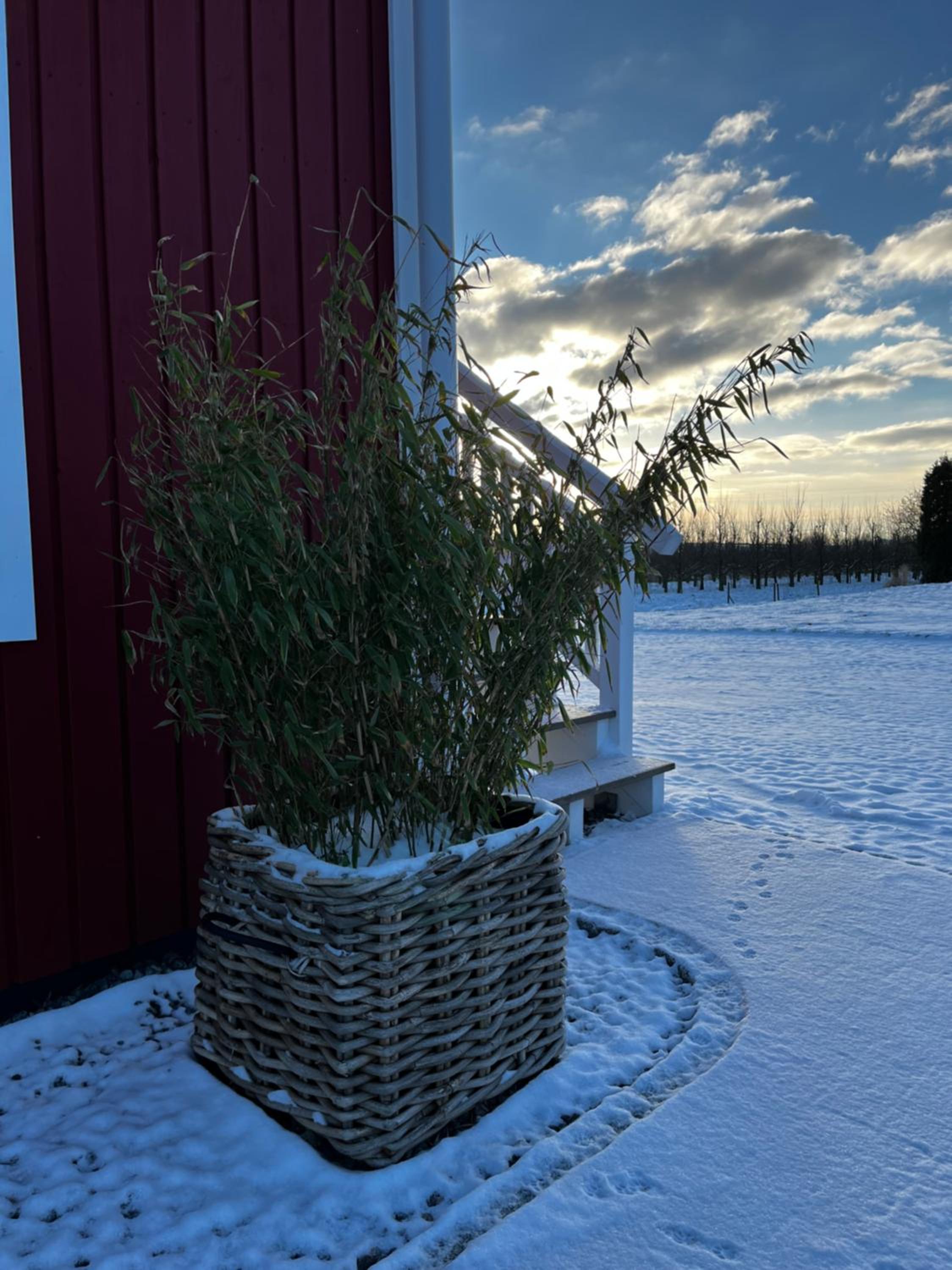 Muggelhuus das Ferienhaus im Alten Land / Pflaumenbaum
