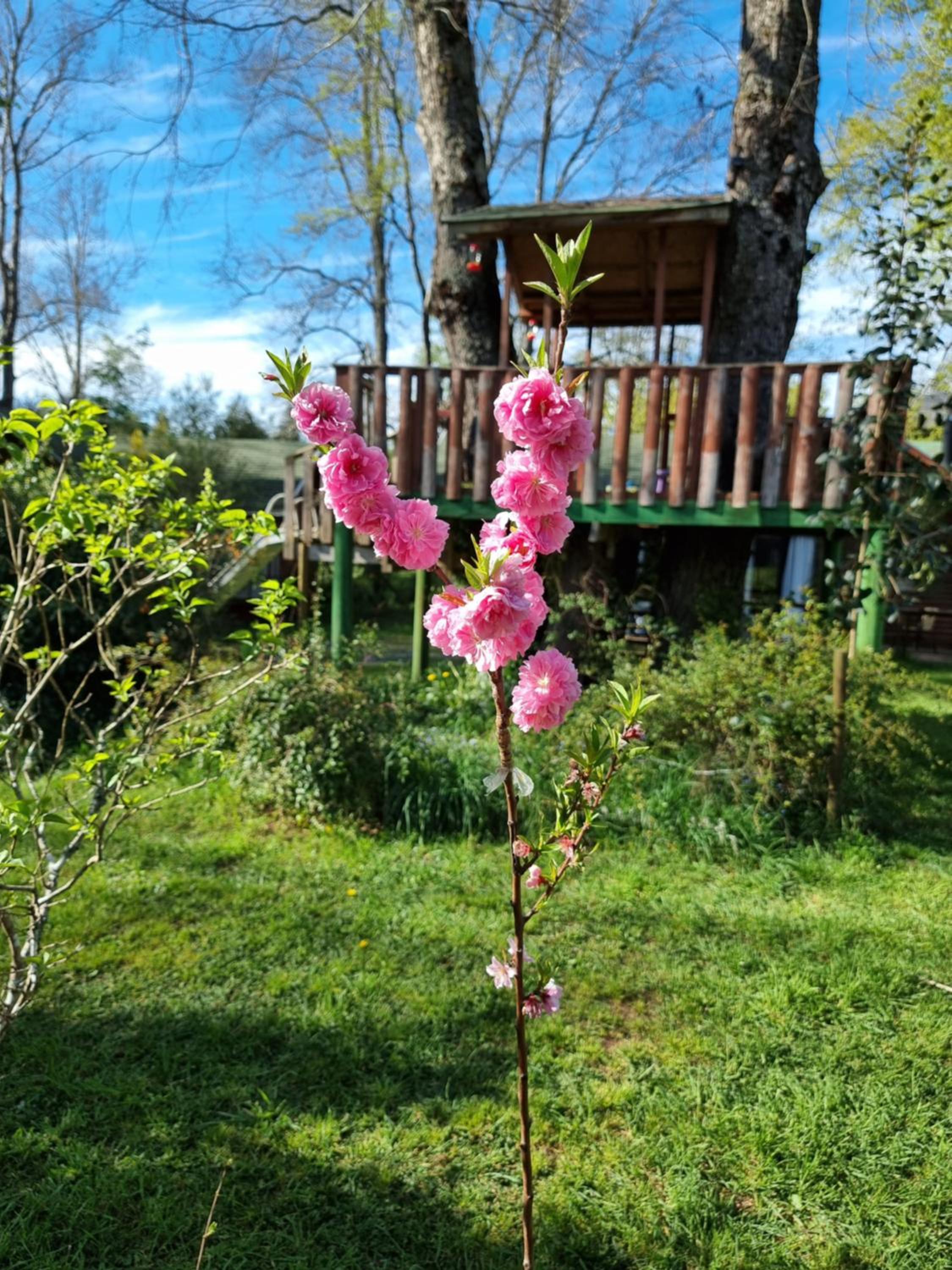 La Casa del Árbol Villarrica Cabañas-Piscina-Tinajas