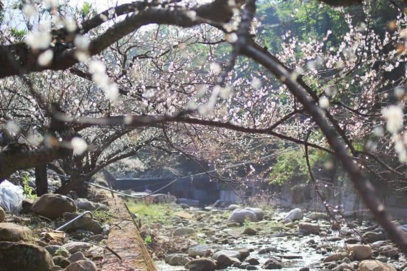 梅園小築民宿, photo 37