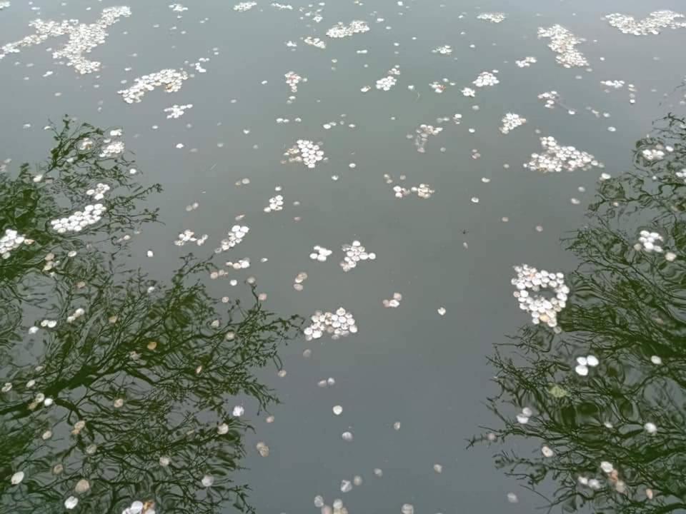 梅園小築民宿, photo 39
