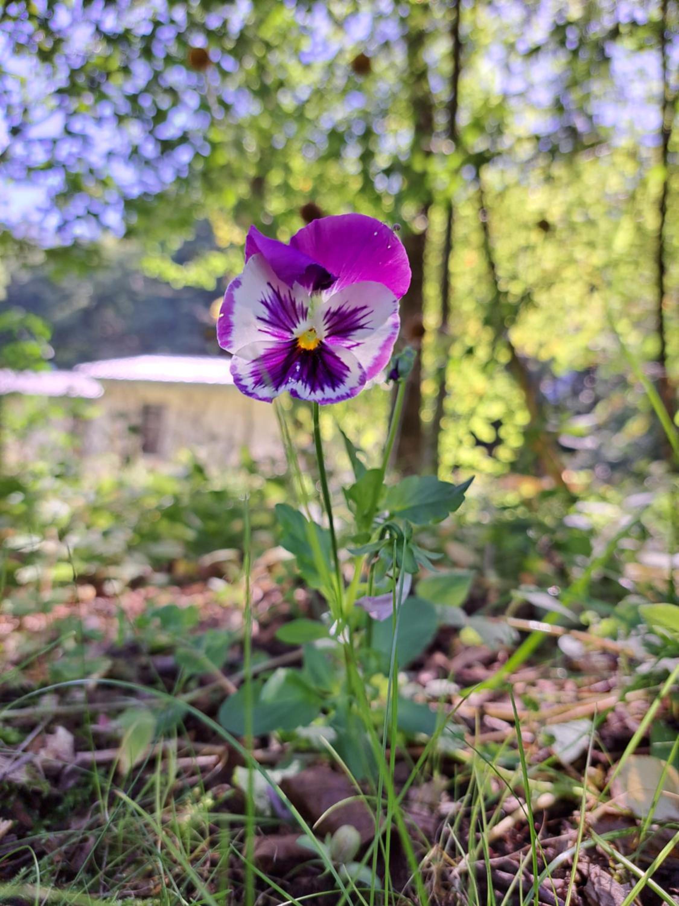 Ferienhaus Rehblick - direkt in der Natur, mit Lesezimmer und zwei Terrassen