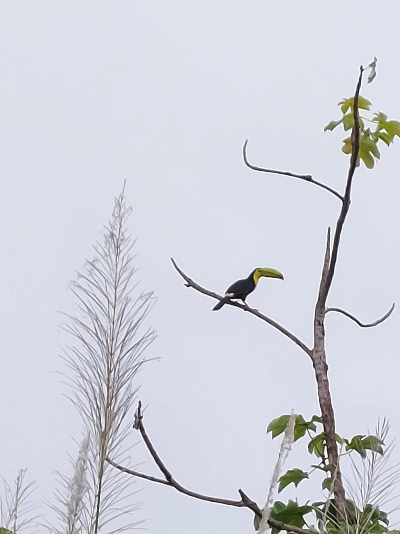 Photo 52