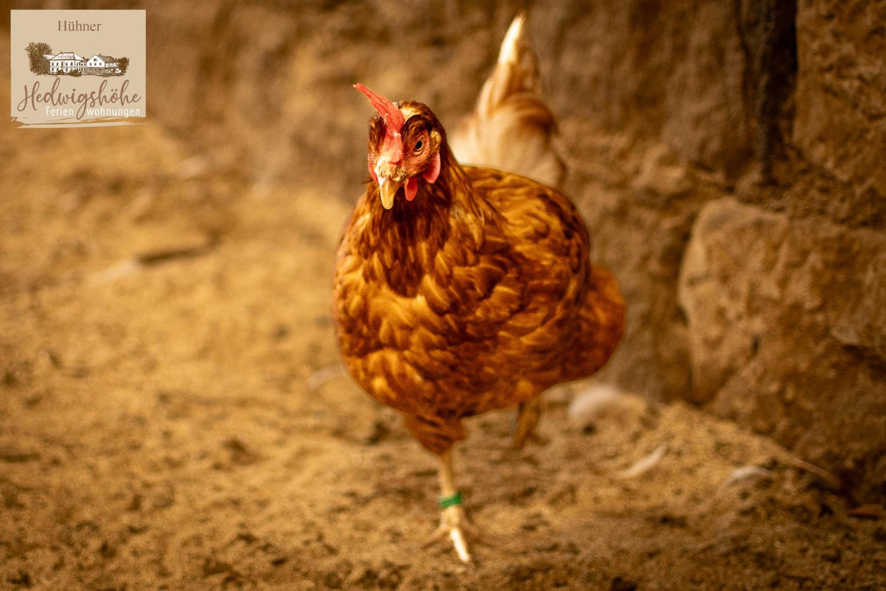Urlaub auf dem Bauernhof Hedwigshöhe