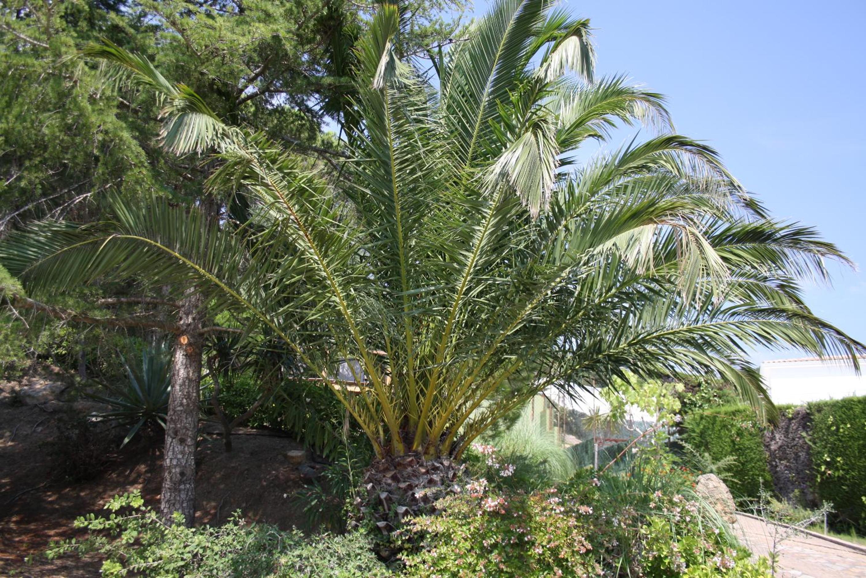Villa Rosa by Alventholidays