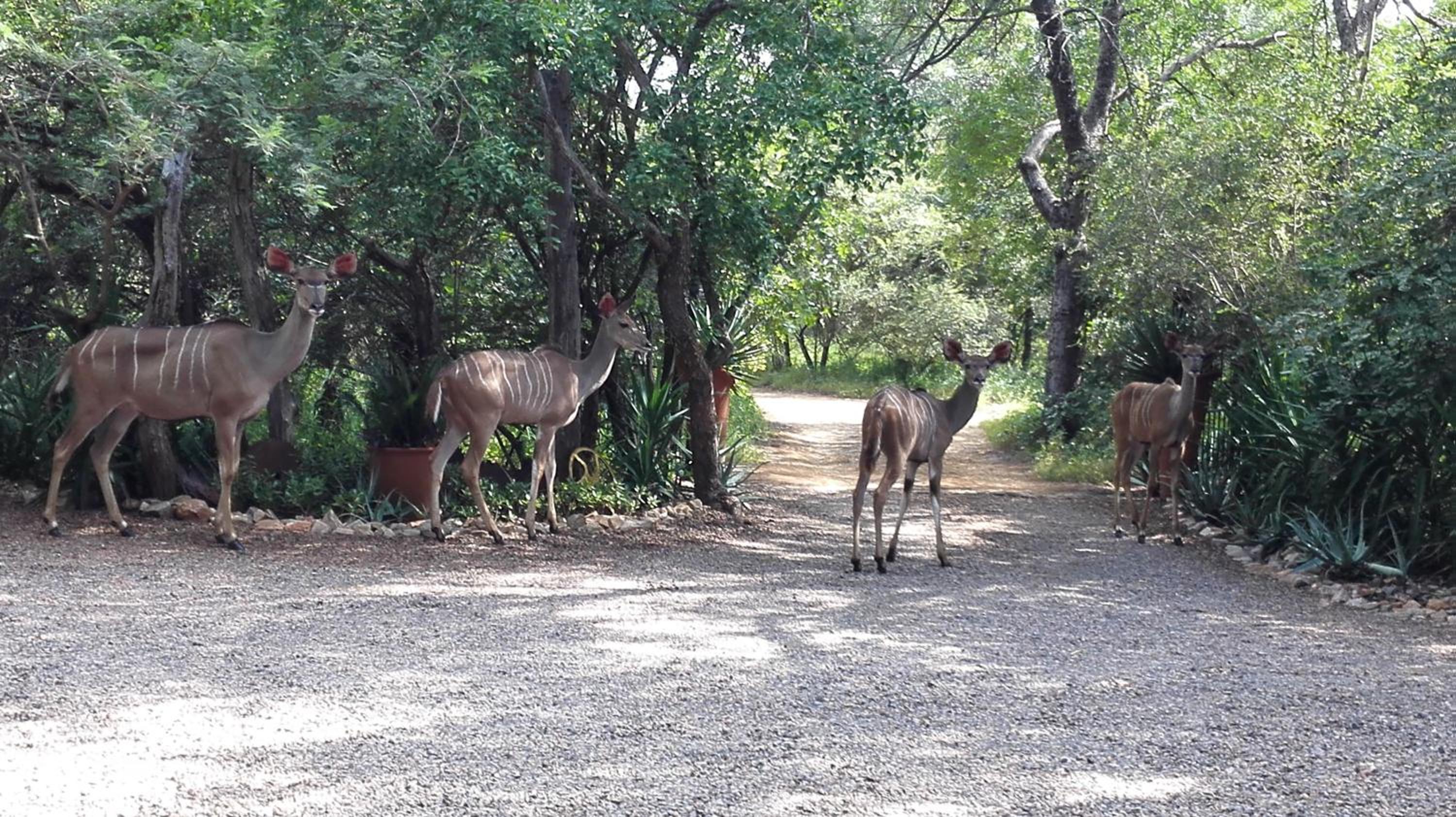 Wielewaal Bush Lodge