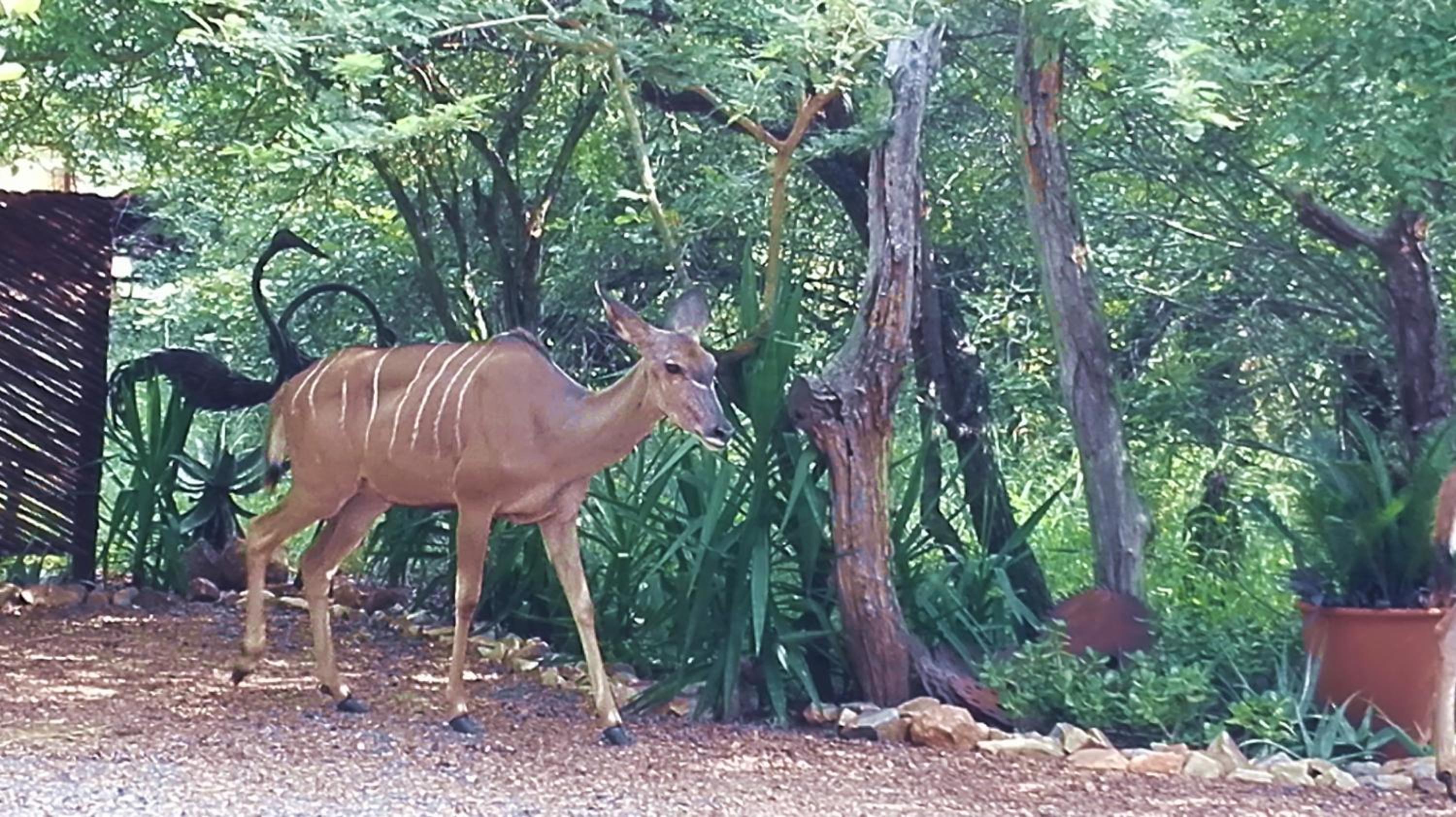 Wielewaal Bush Lodge