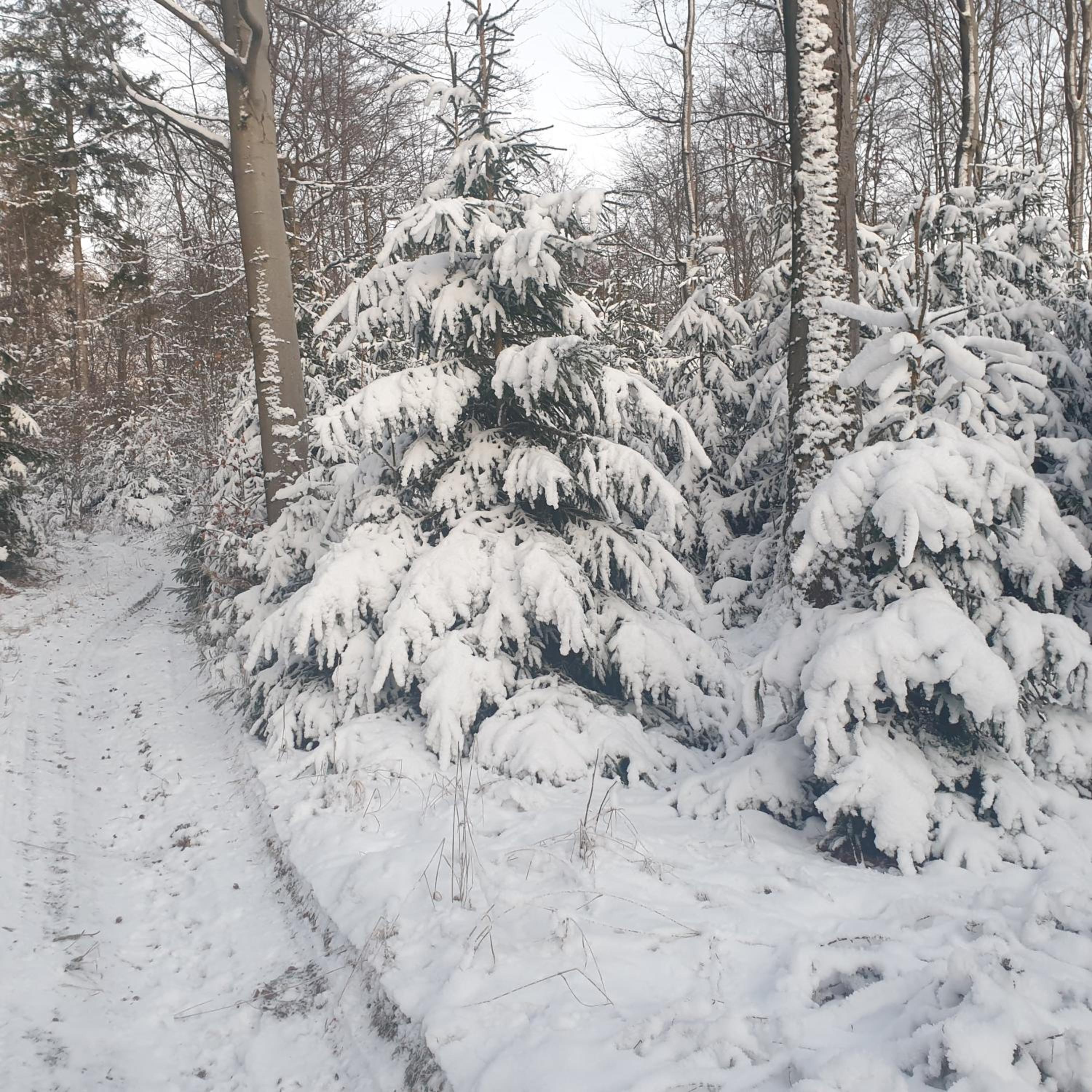 FeWo Winter in der Villa Waldrand mit zwei Balkonen