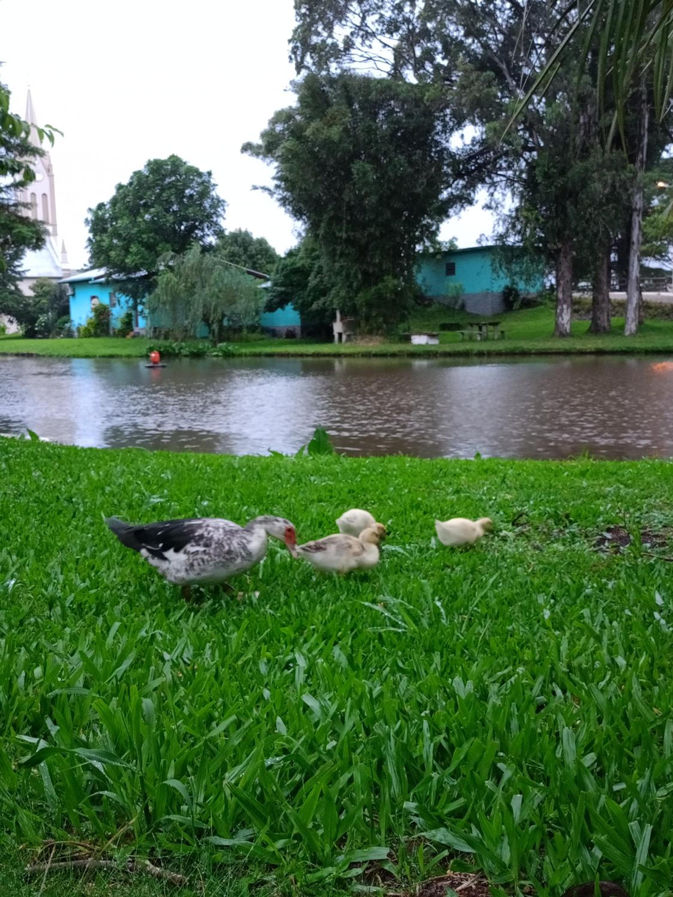 Cabanas Vida no Campo