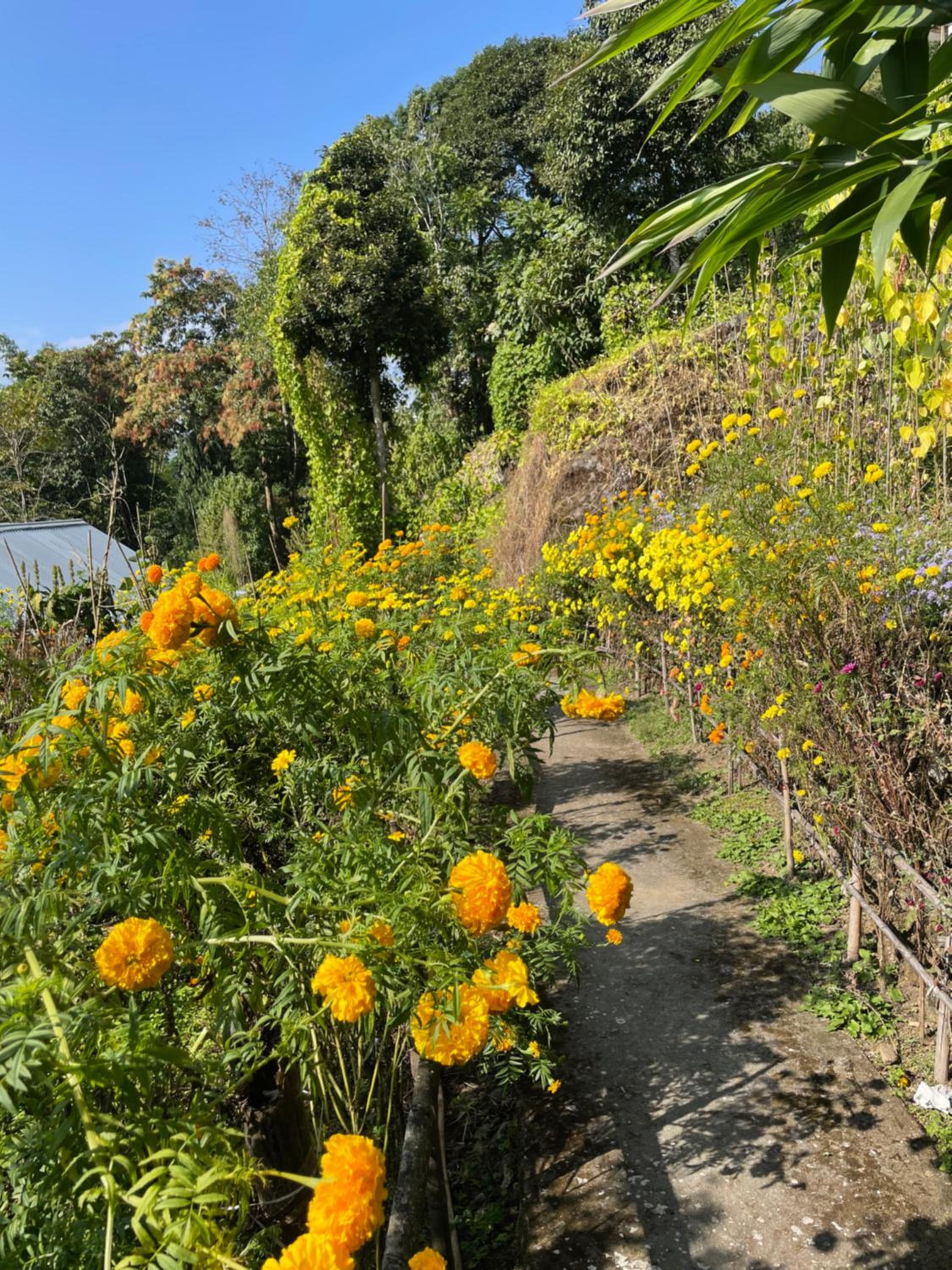 Kynance Homestay Ramdhura view 4
