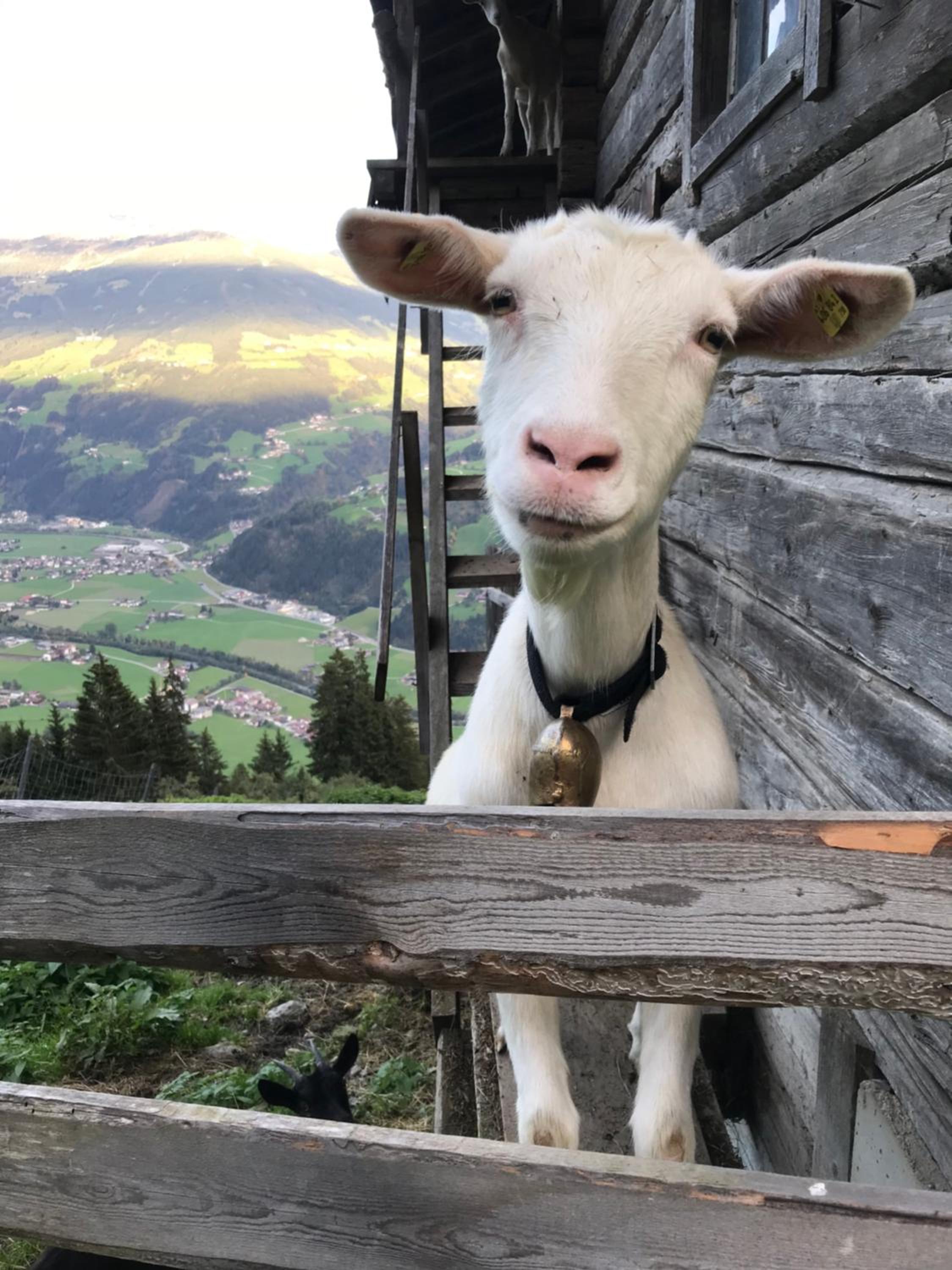 Goass'n Alm Zillertal