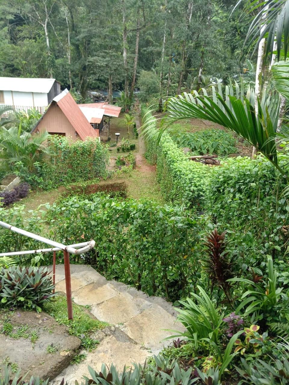 Cabaña bosque río celeste