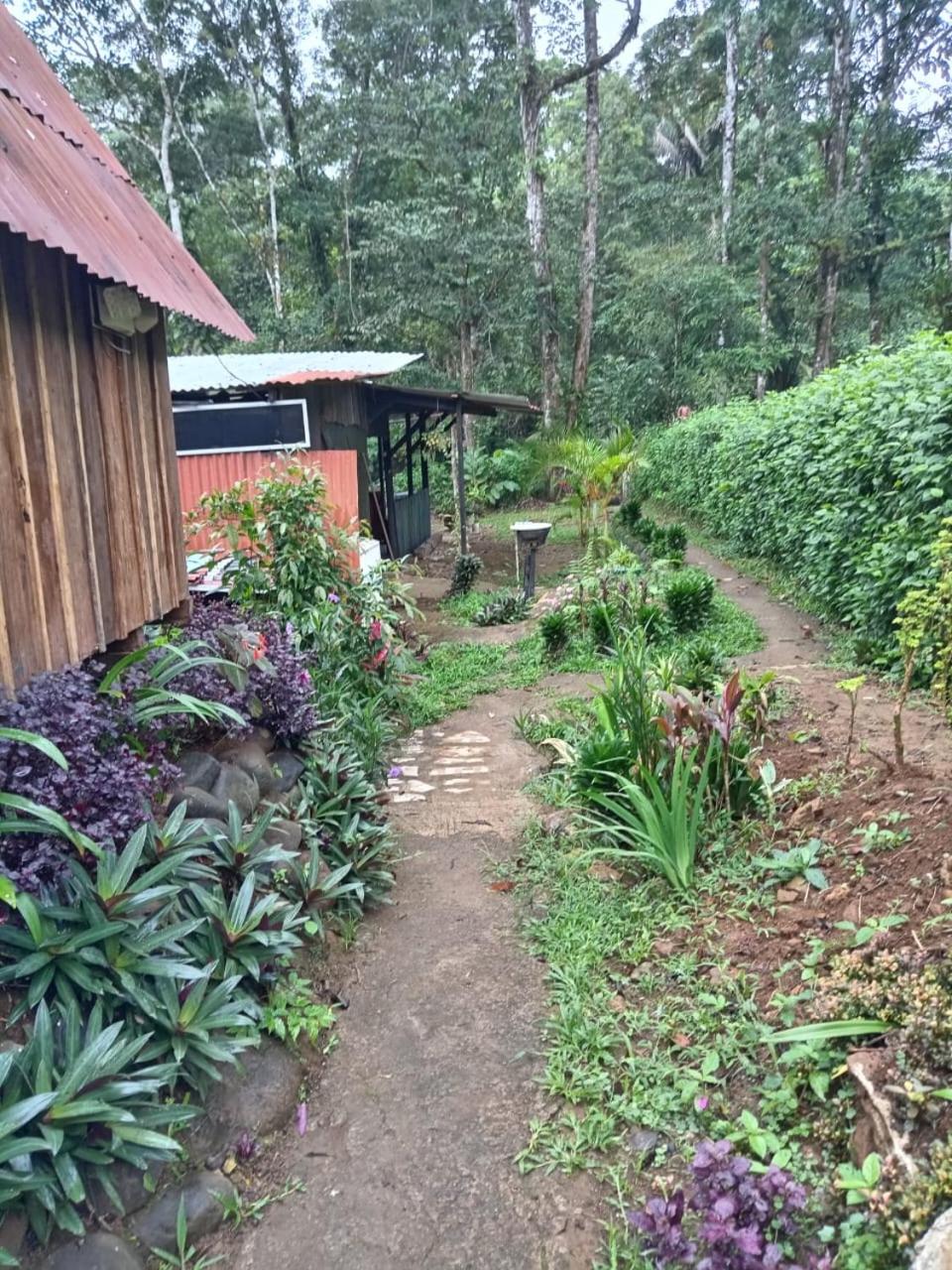 Cabaña bosque río celeste