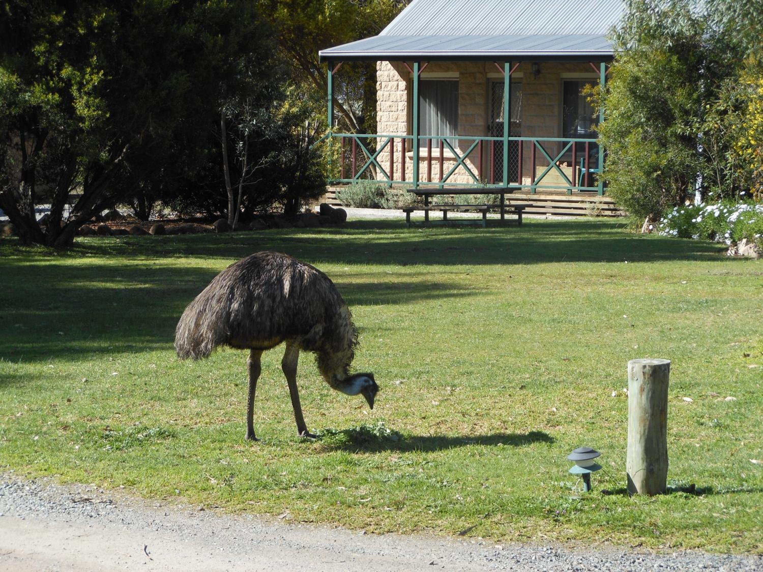 Grampians View Cottages and Units