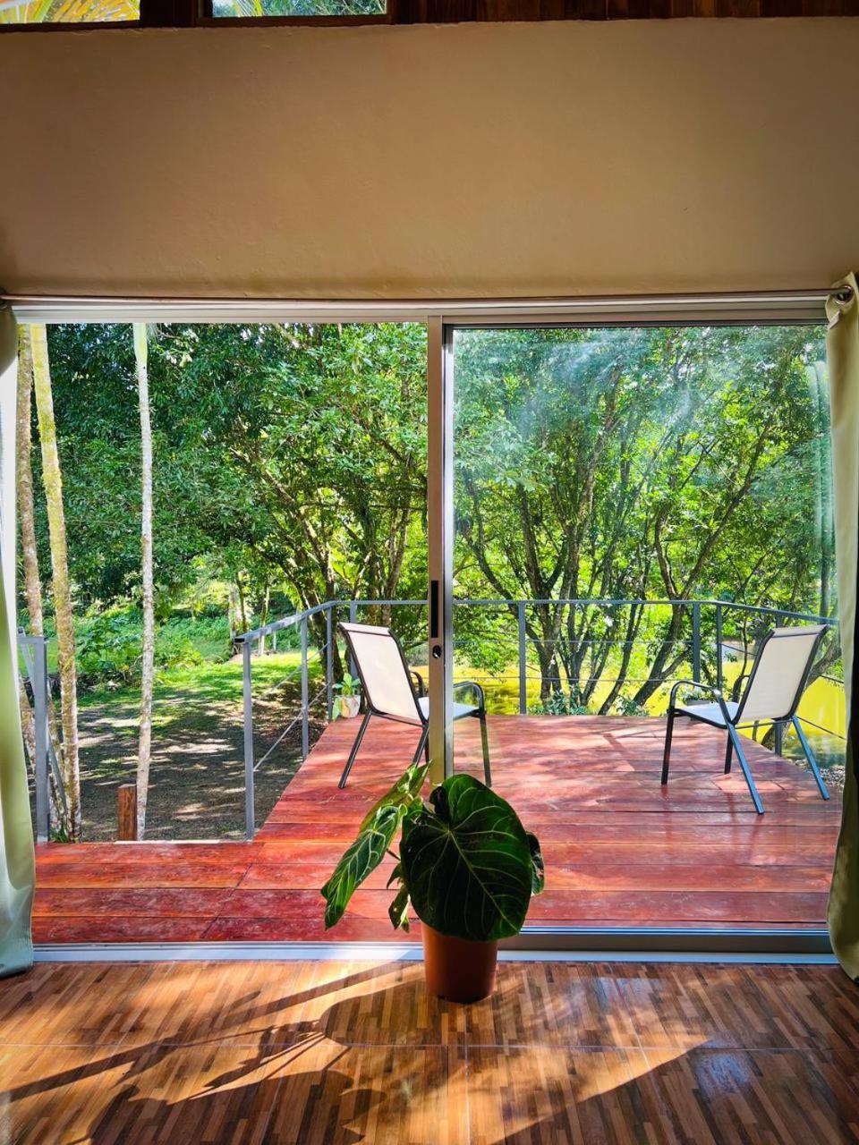 Ficus house