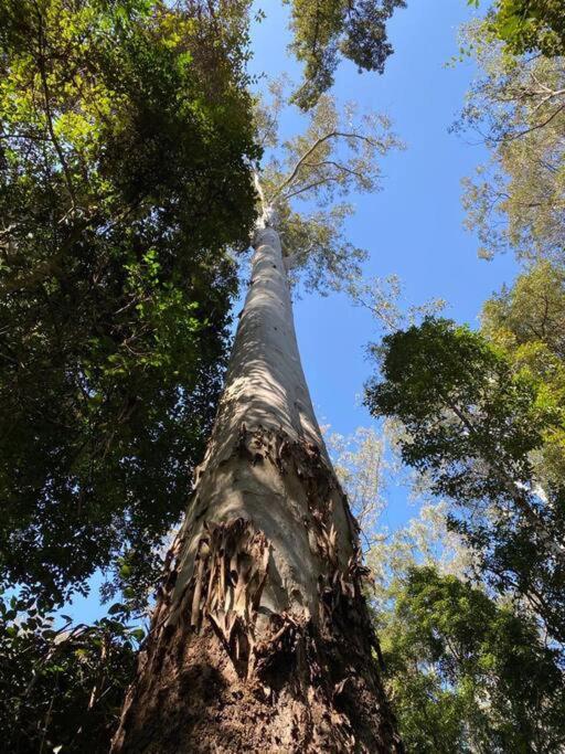 Cedar Lodge - Barrington Tops Salisbury