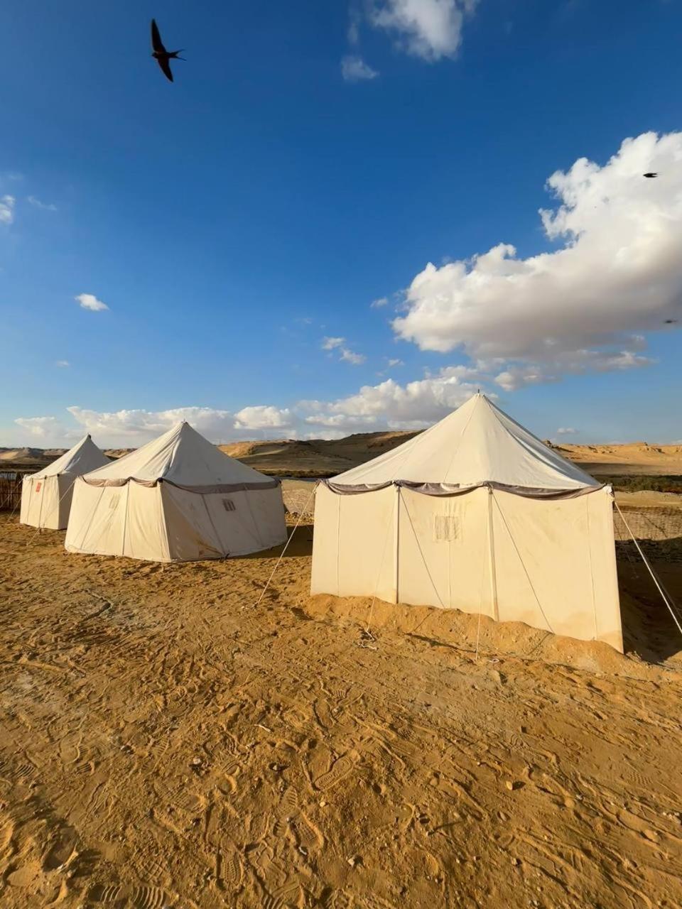 flamingo camp