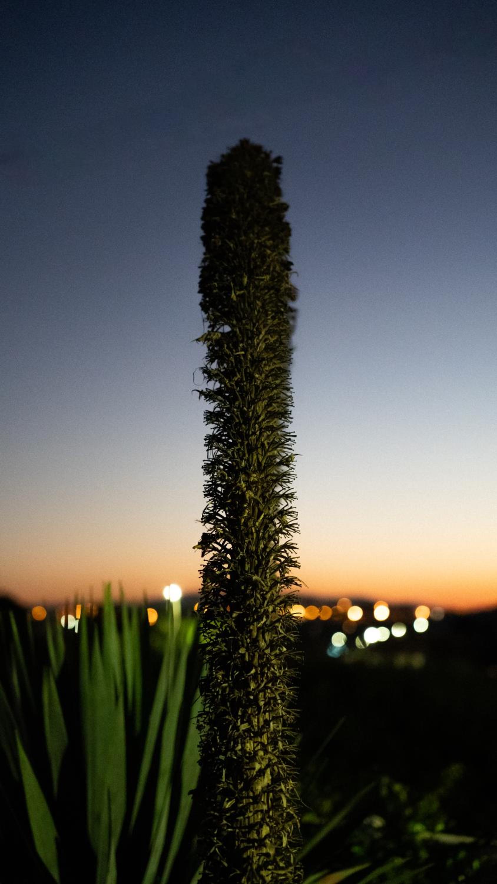 Sunset Dourado Villa