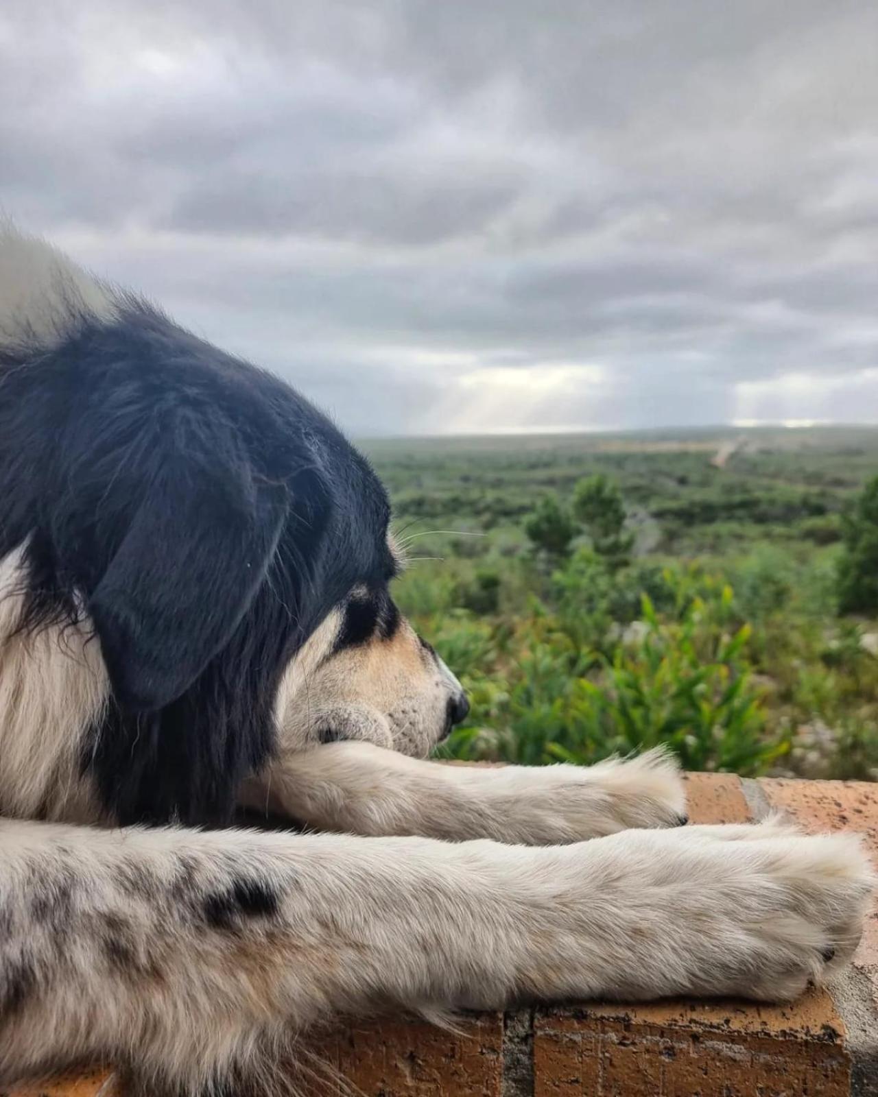 Baboon's View Cabin - Salted Fynbos Staying view 2
