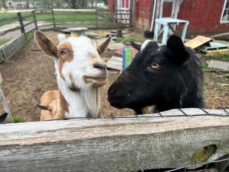 The Goat Farm