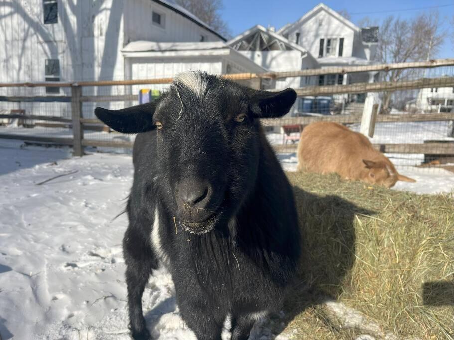 The Goat Farm
