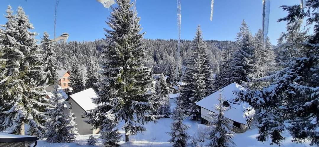 Winter Forest Vlasic