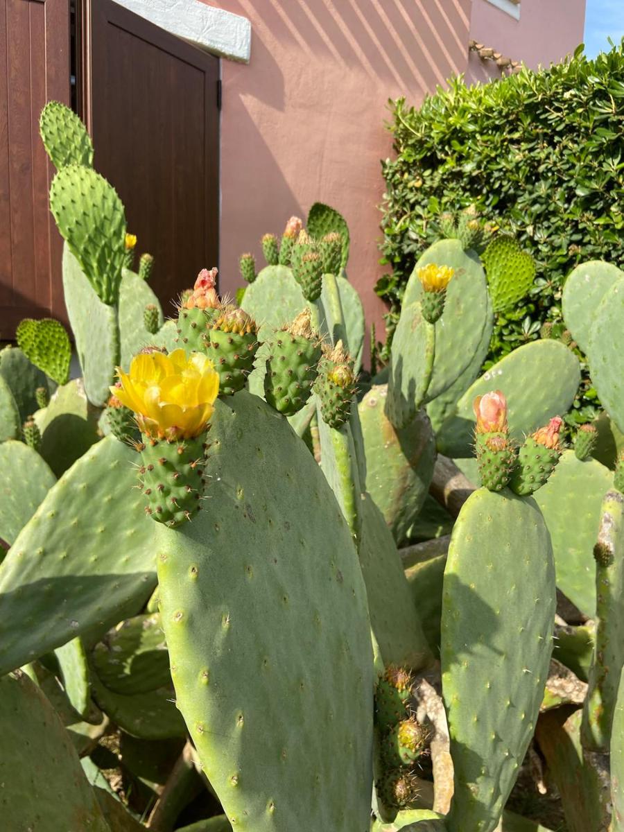 Villa Cinzia Stintino photo 5