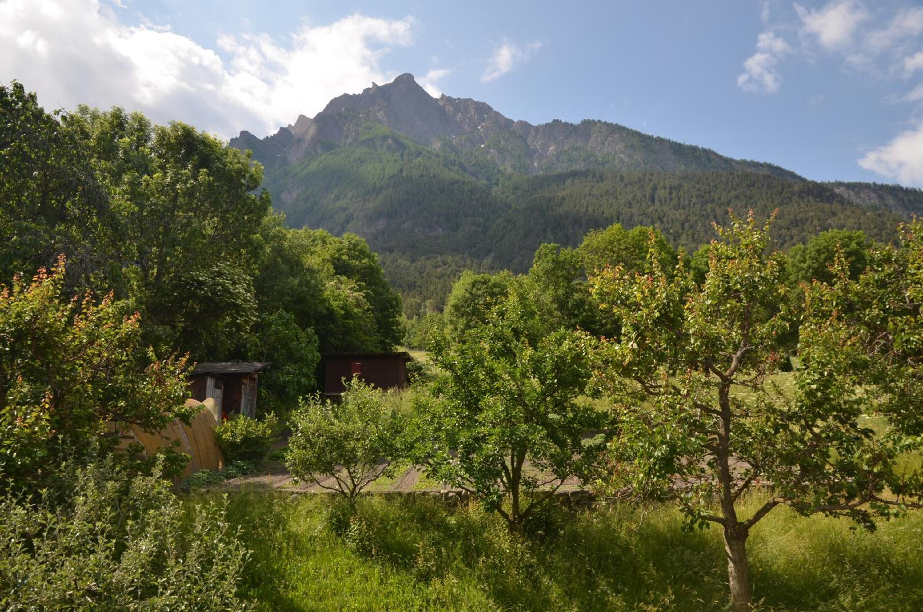 Grosse, schöne Wohnung im Grünen