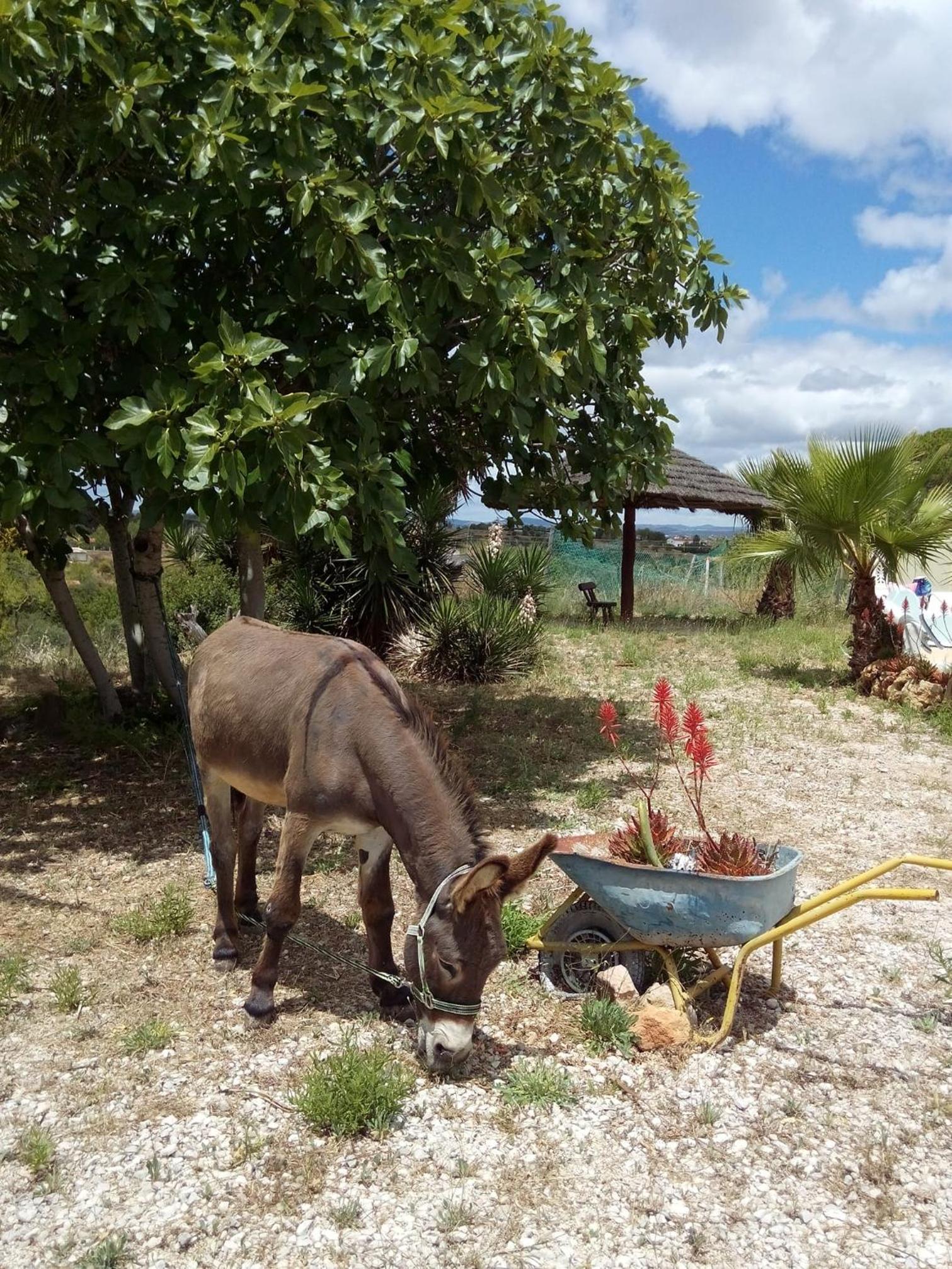 MONTE DAS AREIAS CASA DE CAMPO/PASSADIÇO/PATEO/RAMPA