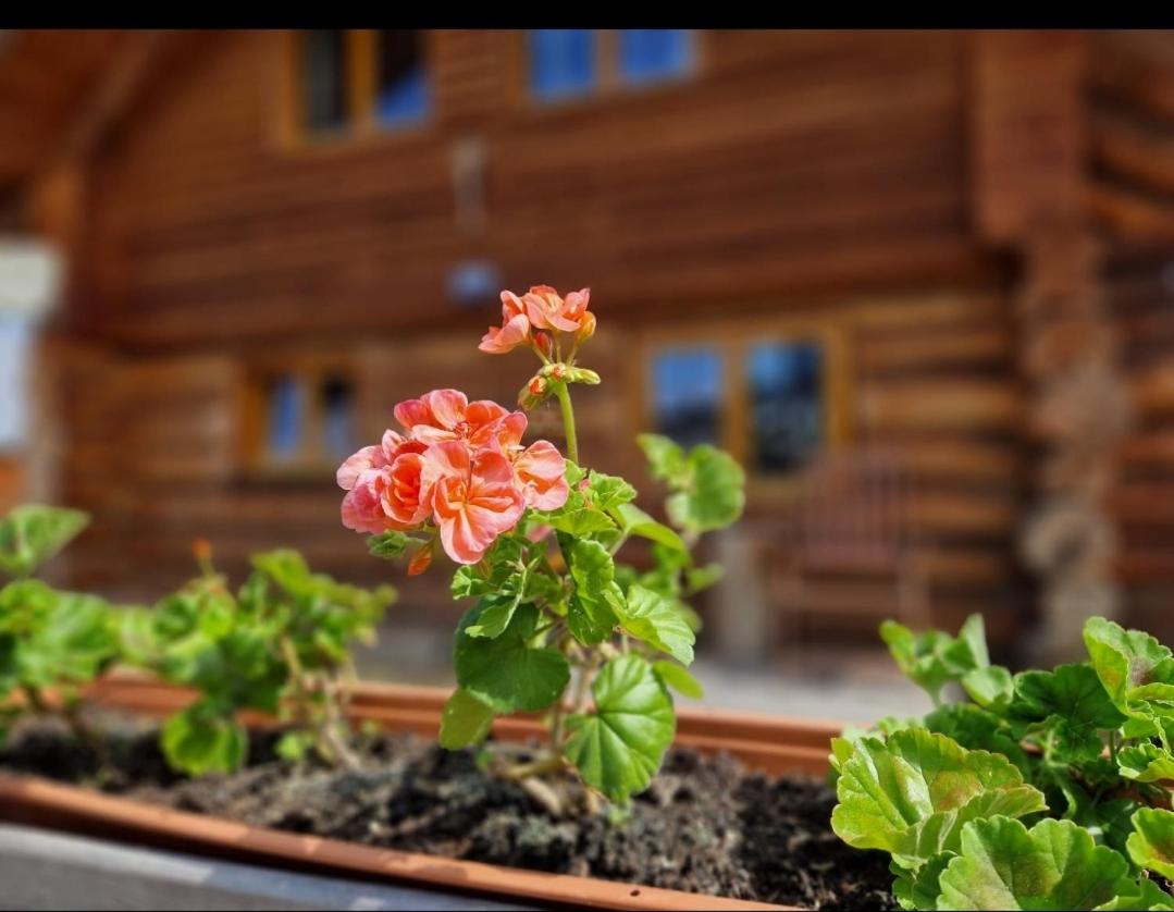 Naturstammhaus Pauker