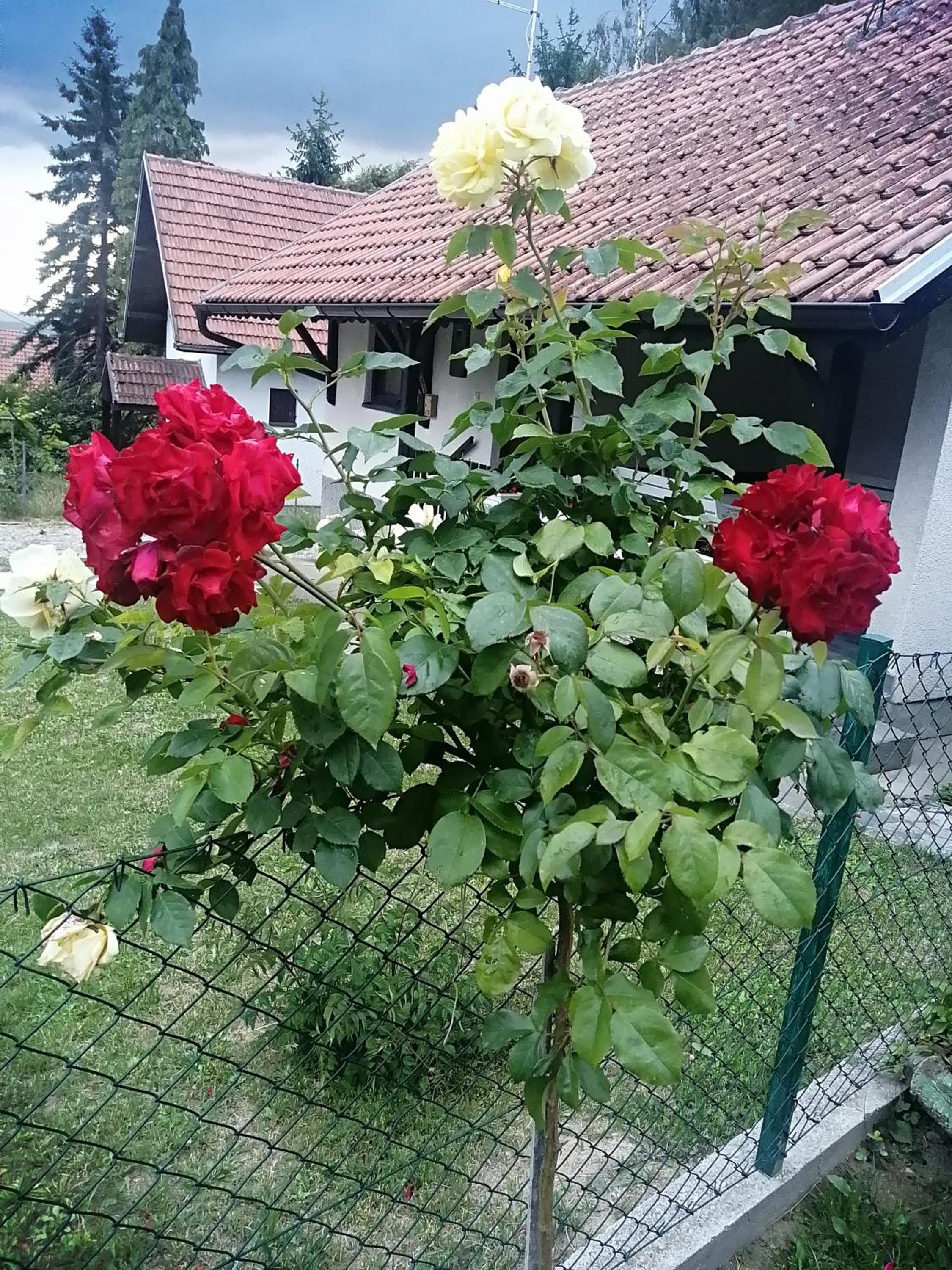 Mala Kelja Lux
