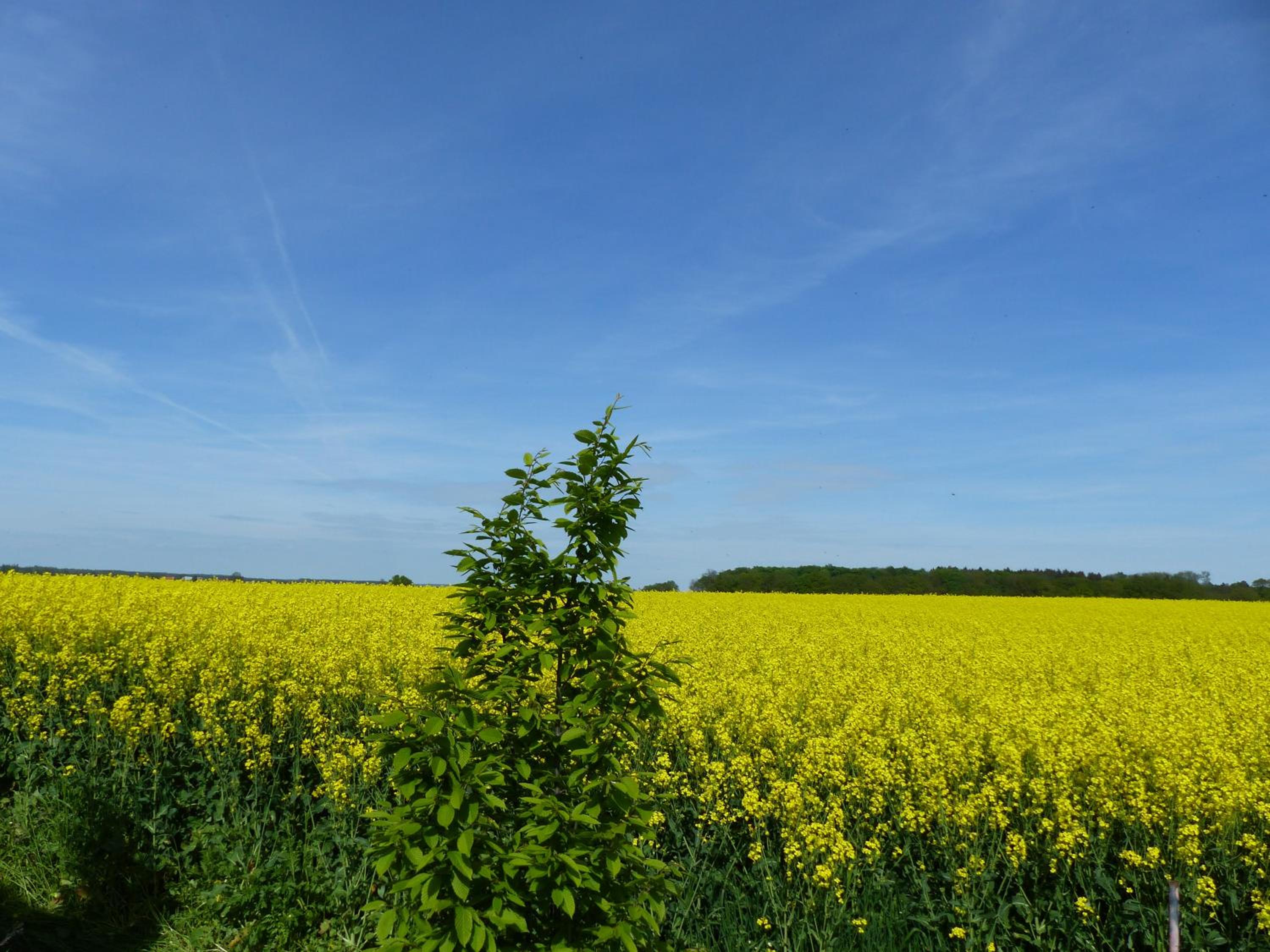 Hof Sorgenlos