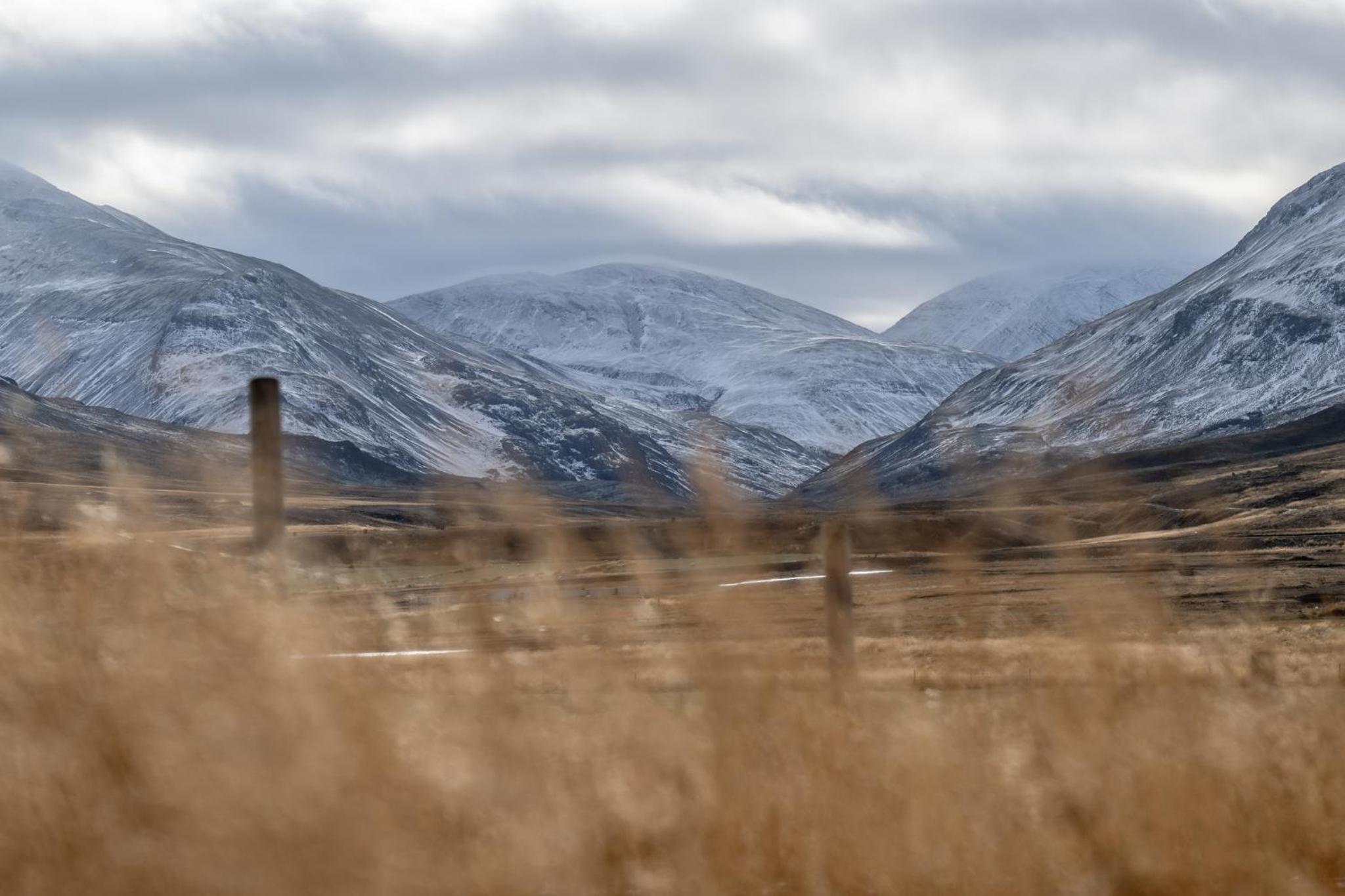 Kornmúli