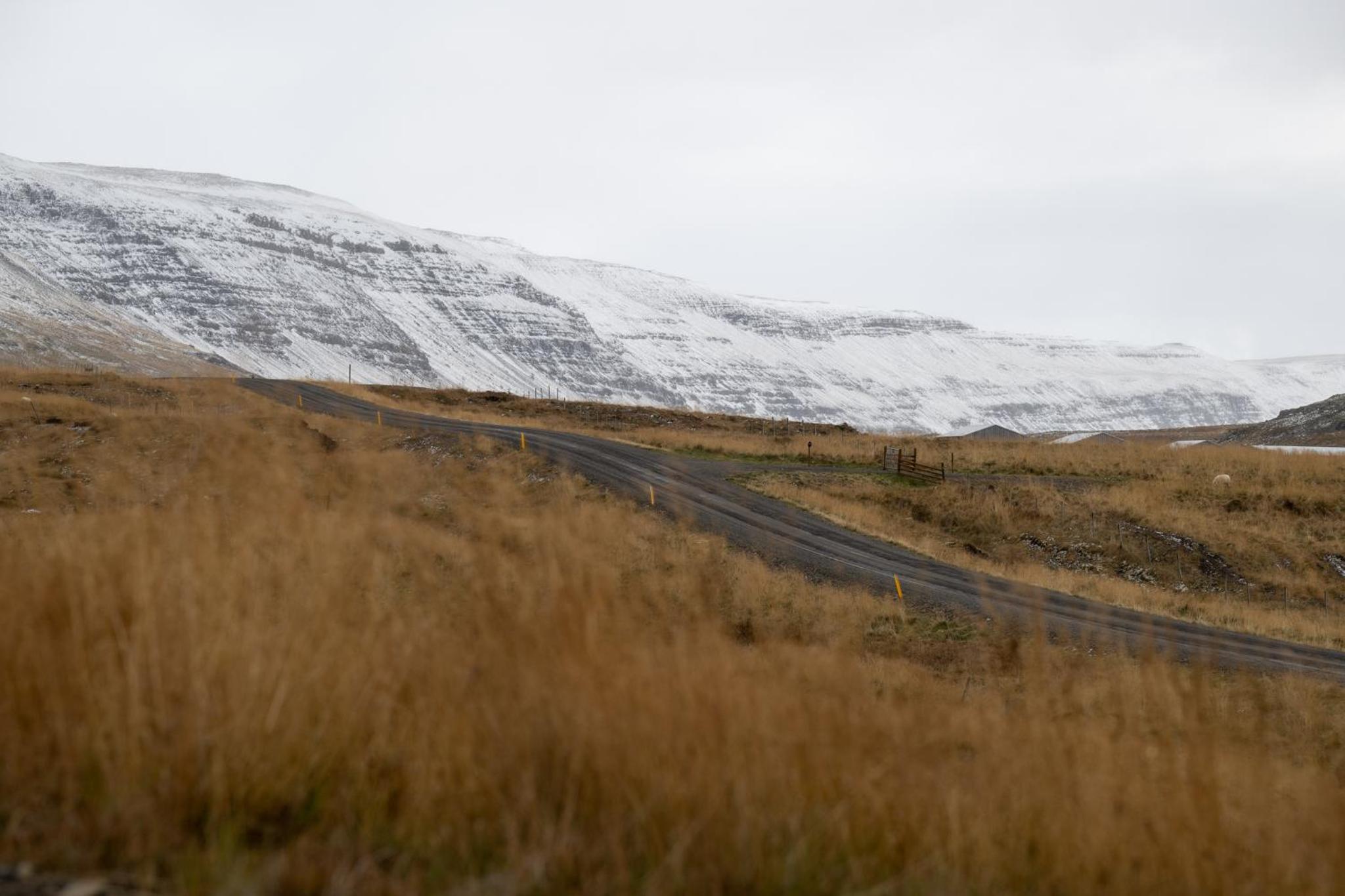 Kornmúli