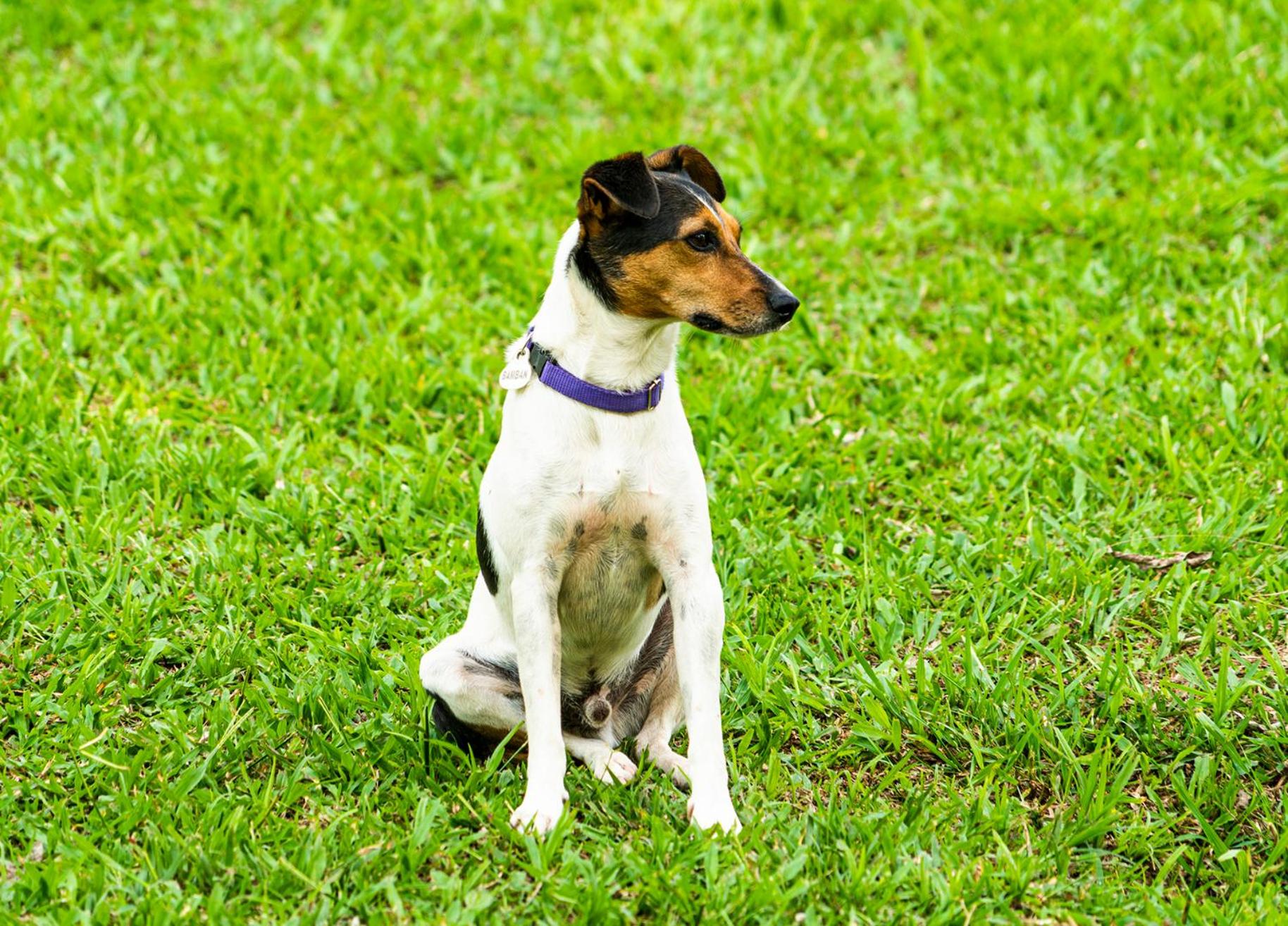 Aldea Sabatinga
