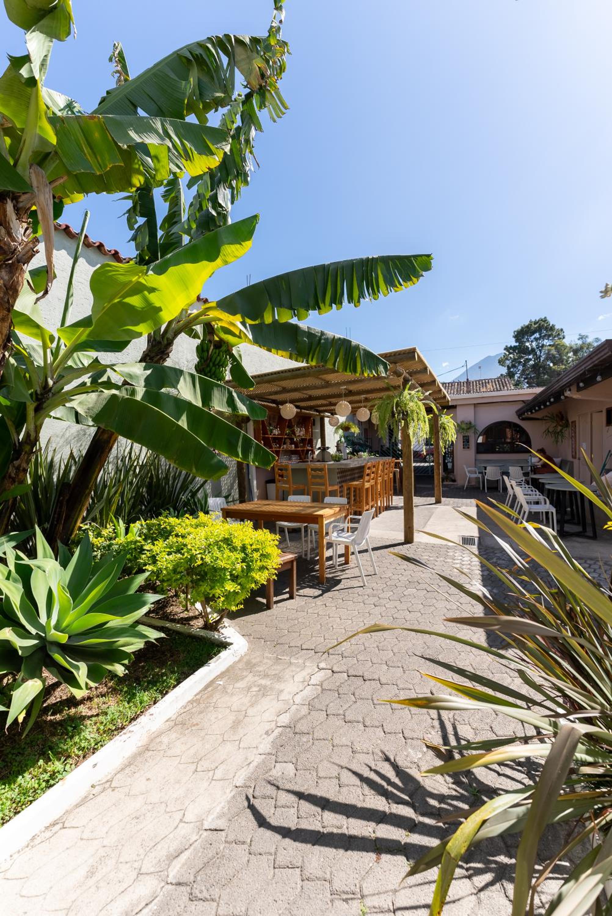 Maya Papaya view 3