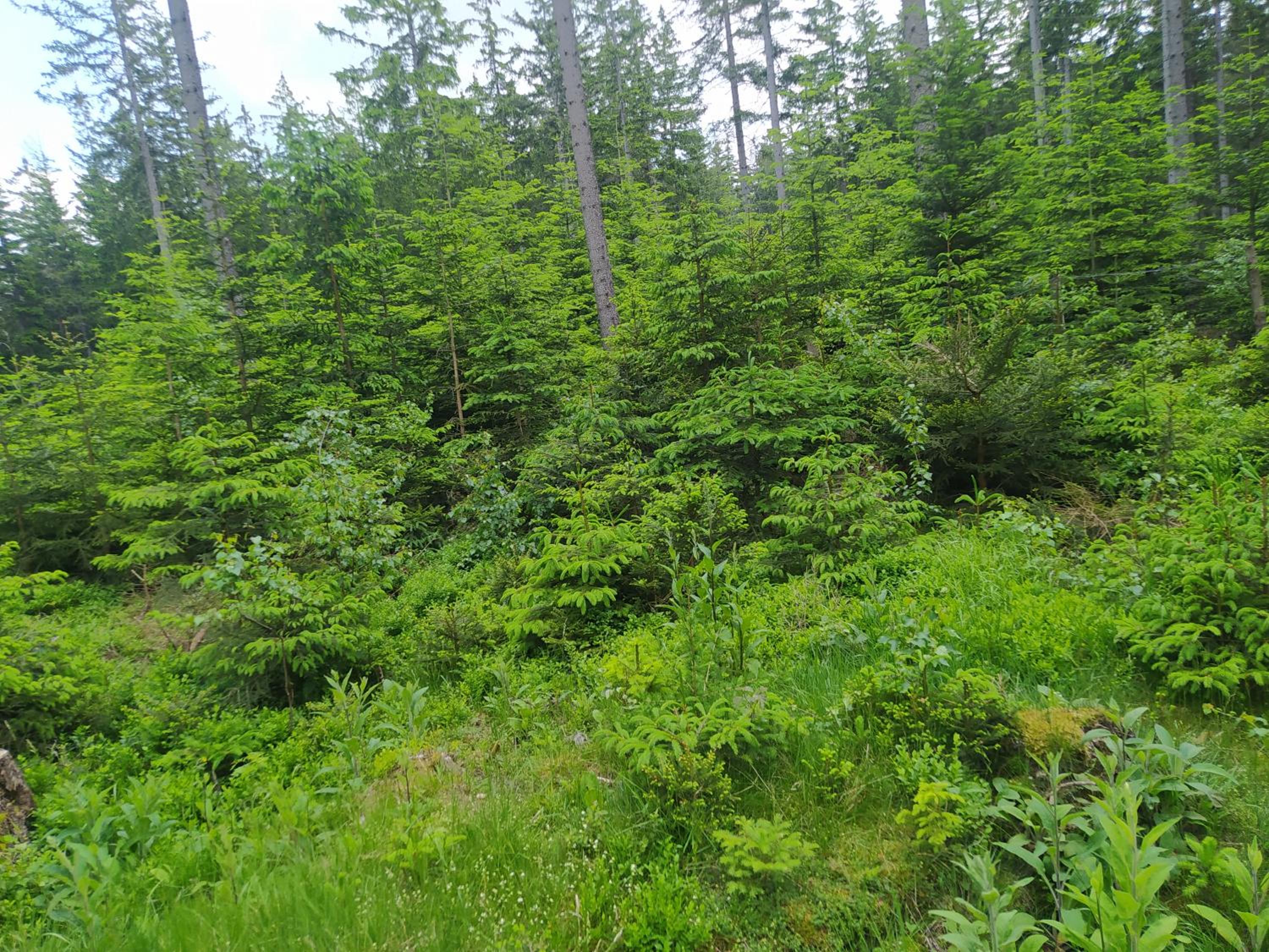 Photo 24