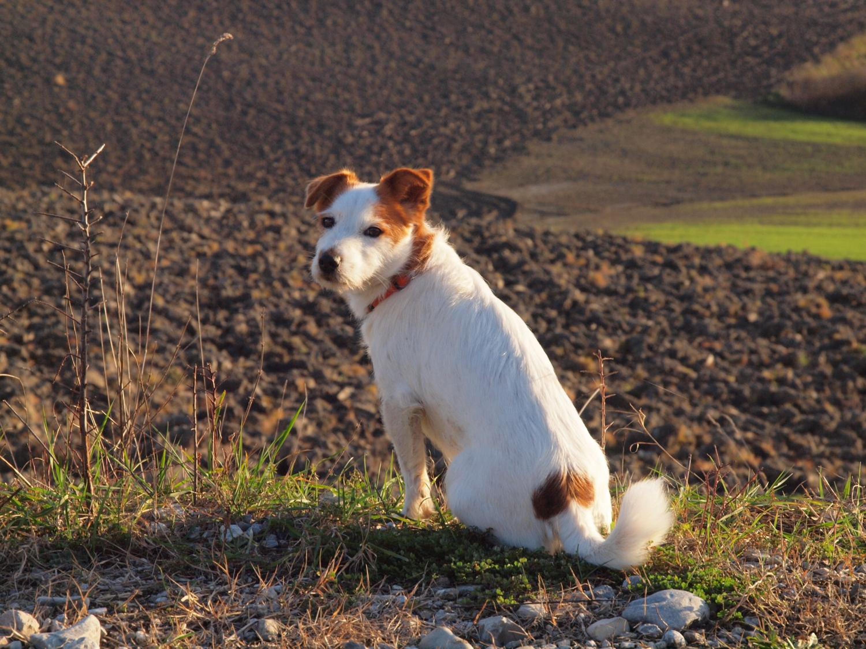 Agriturismo La Roverella