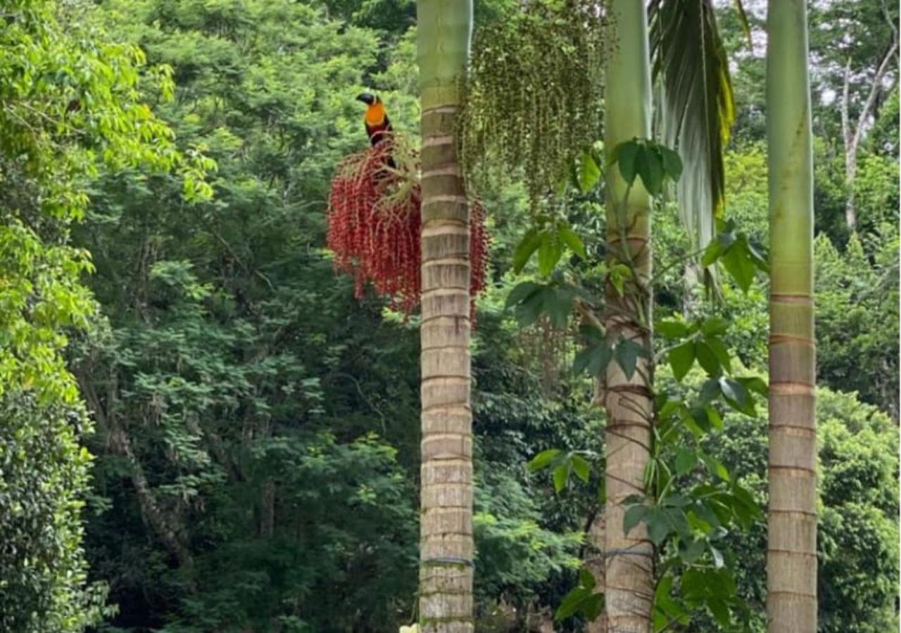 Mansão Eco Paradise, Experiência única, natureza!