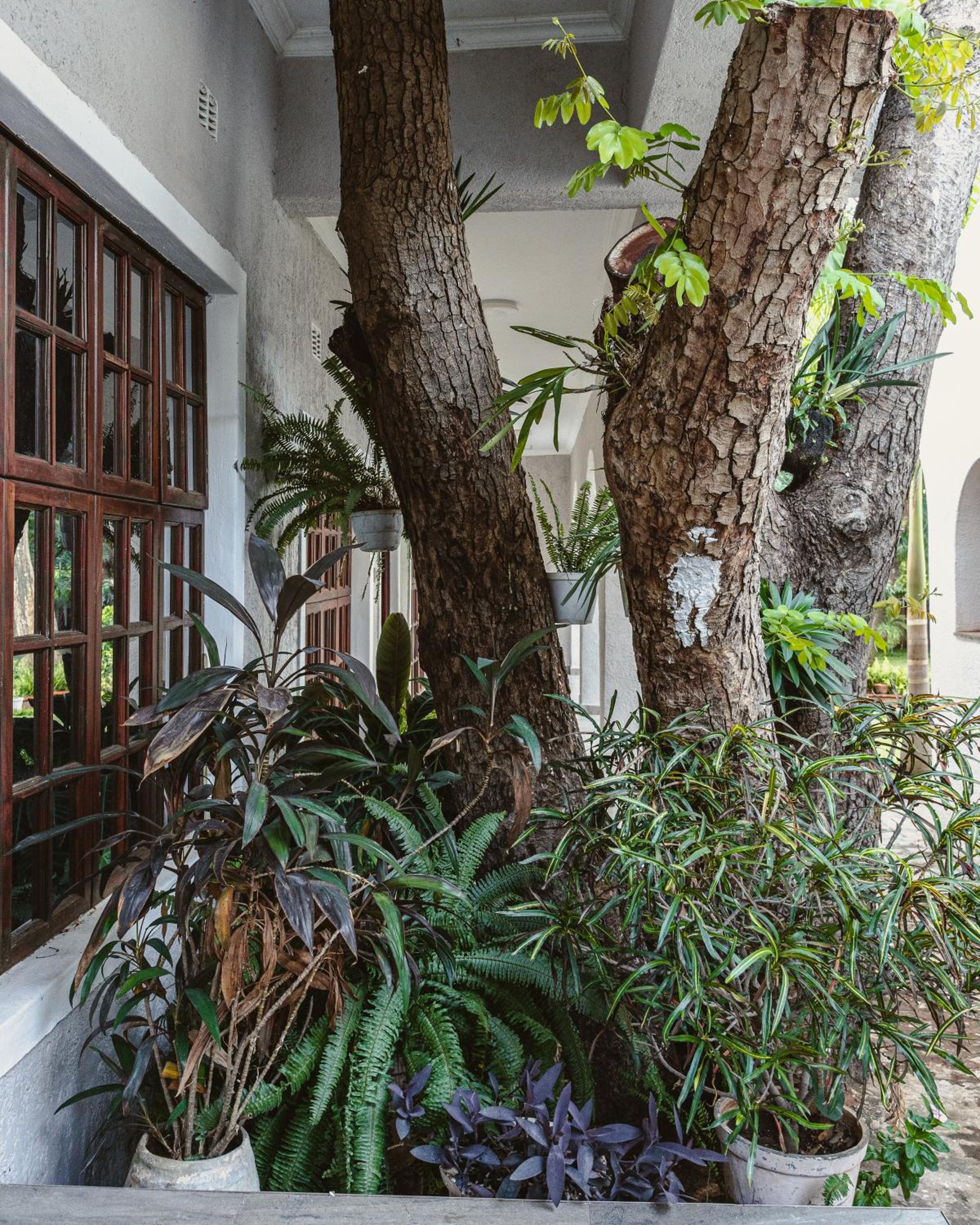 Jacaranda Lodge