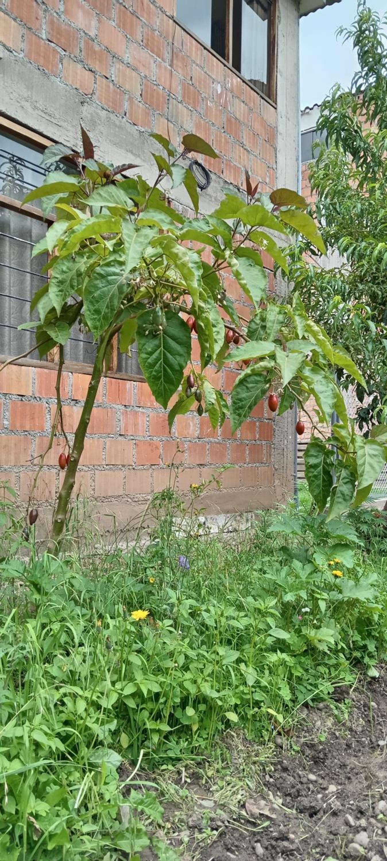 Photo 34