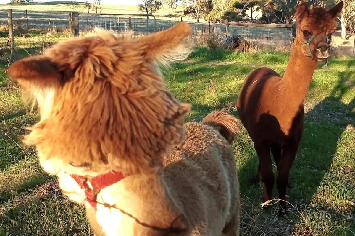 Accessible, Inclusive studio, Barossa Valley SA - It's Bonza at Mill About Vineyard