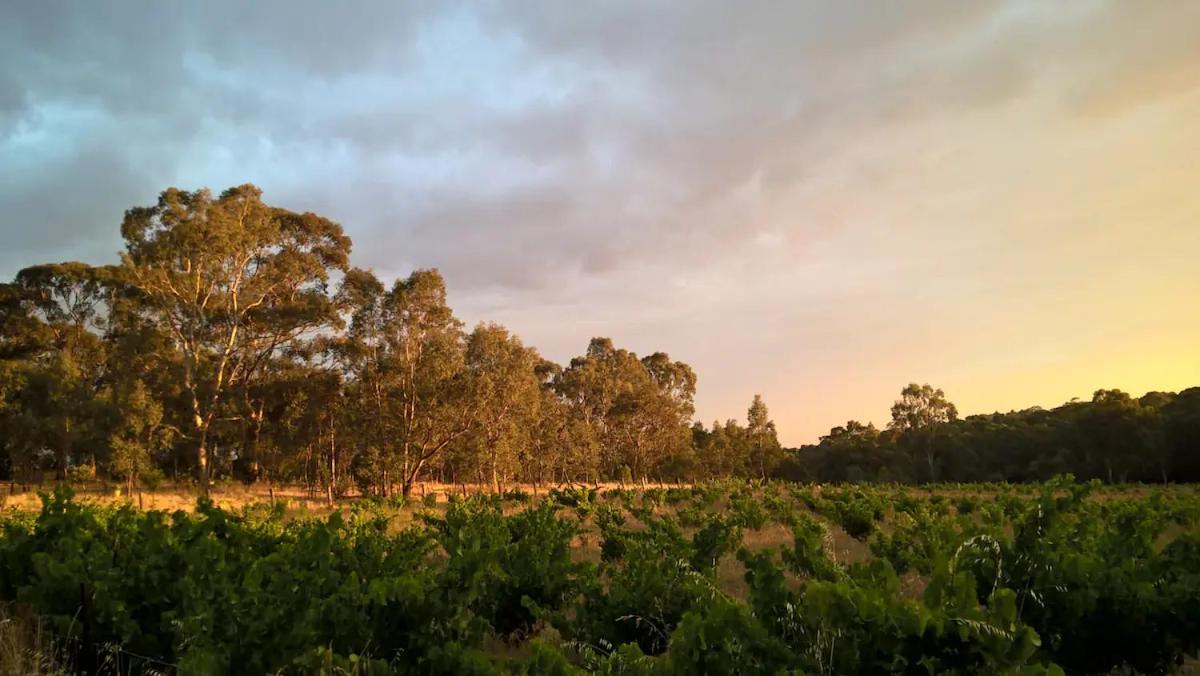 Accessible, Inclusive studio, Barossa Valley SA - It's Bonza at Mill About Vineyard